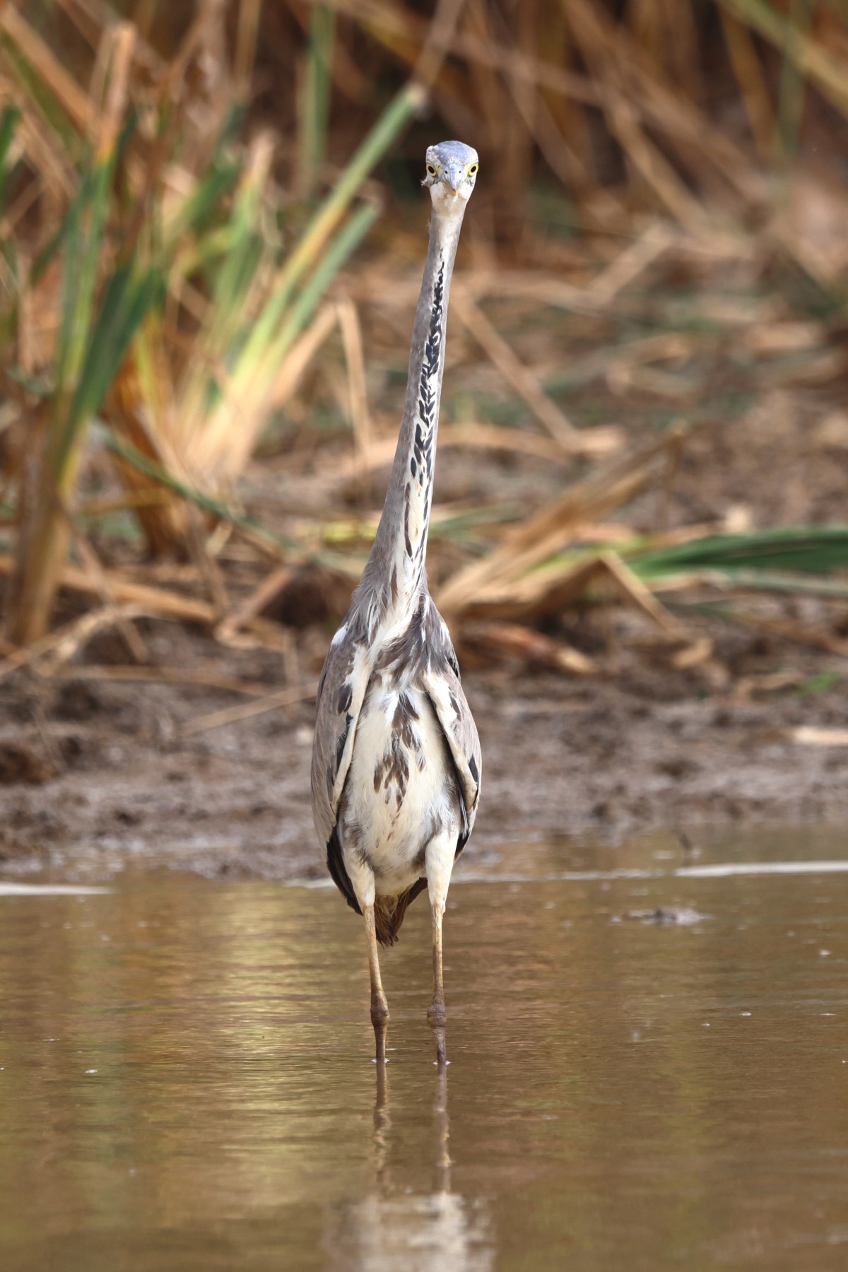 Djoudj National Bird Sanctuary - Grey heron (Ardea cinerea)