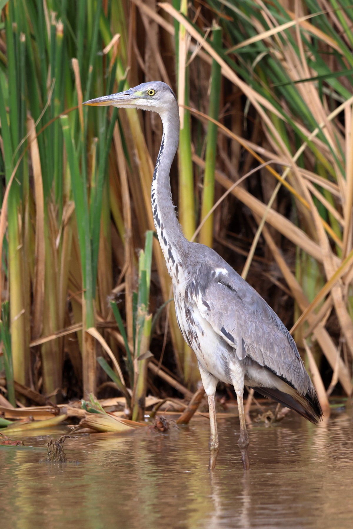 Djoudj National Bird Sanctuary - Grey heron (Ardea cinerea)