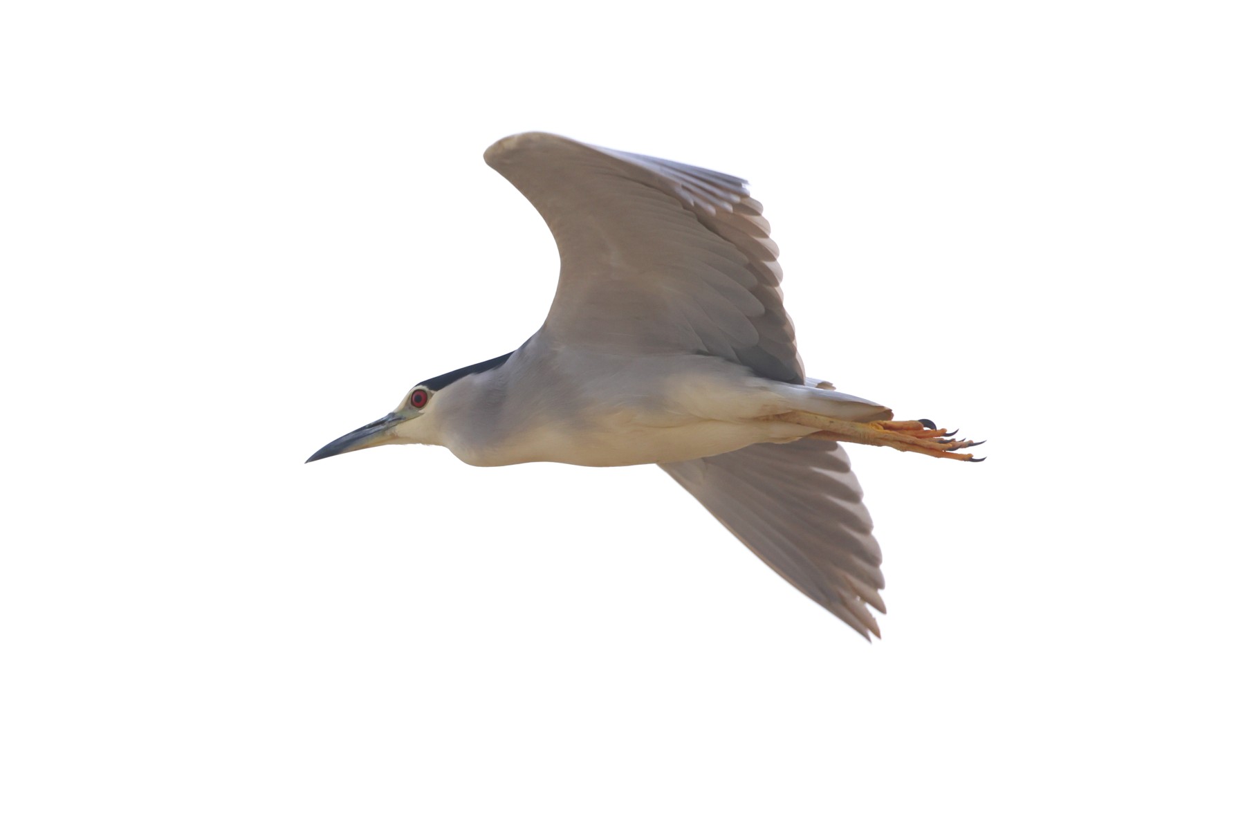 Djoudj National Bird Sanctuary - Black-crowned night heron (Nycticorax nycticorax)