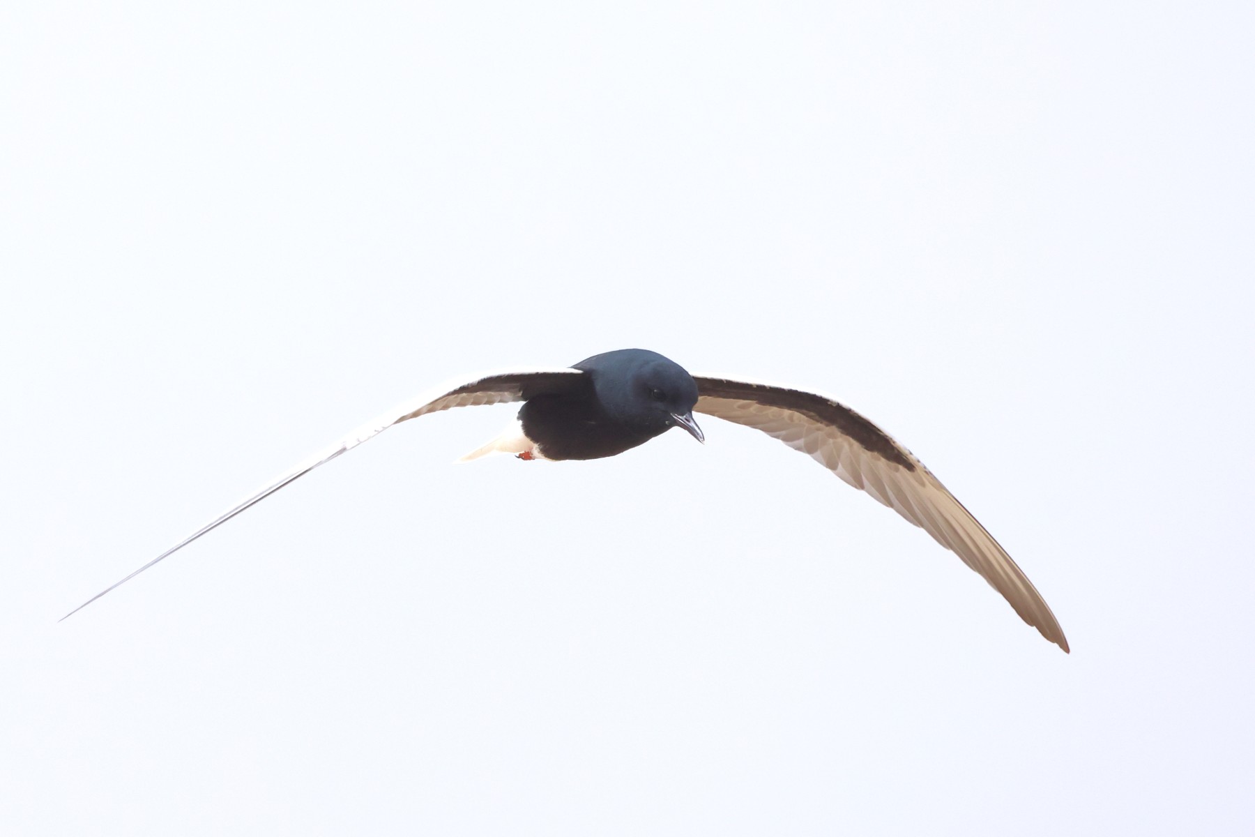 Djoudj National Bird Sanctuary - White-winged black tern (Chlidonias leucopterus)