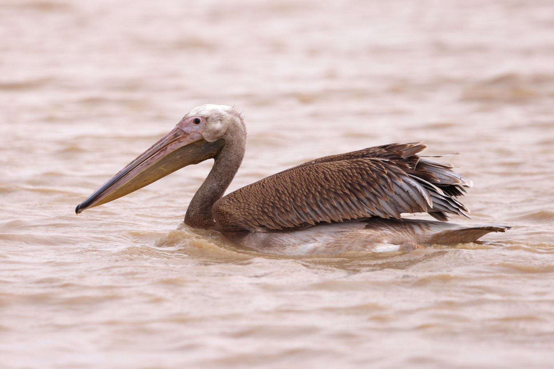 Djoudj National Bird Sanctuary - Pelican