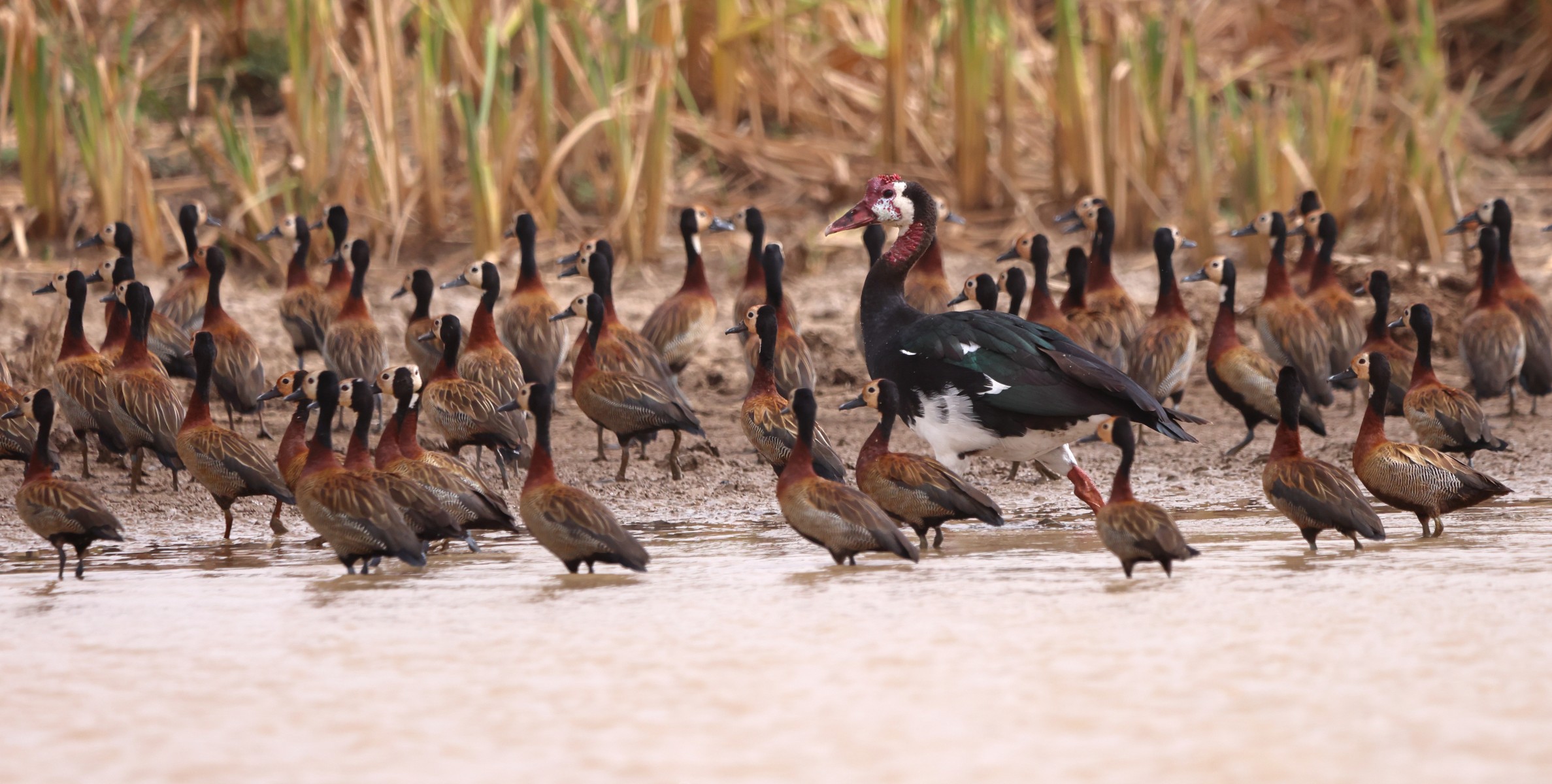Djoudj National Bird Sanctuary - White-faced whistling ducks (Dendrocygna viduata) and spur-winged goose