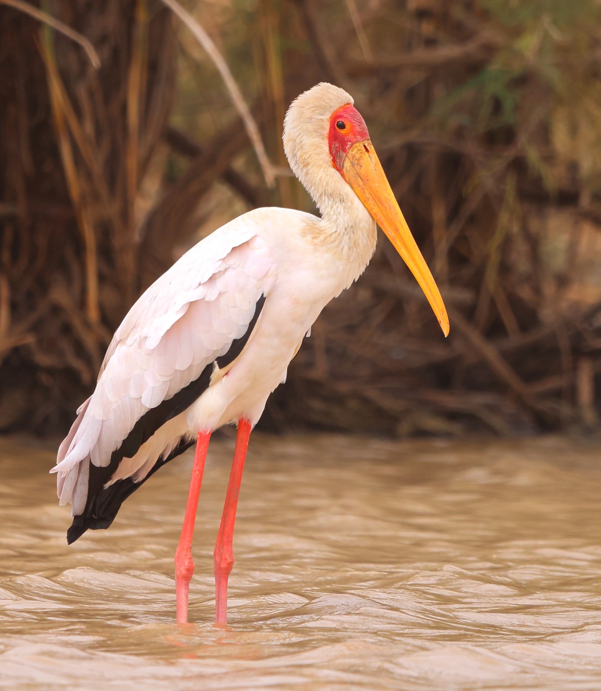 Djoudj National Bird Sanctuary - Yellow-billed stork (Mycteria ibis)