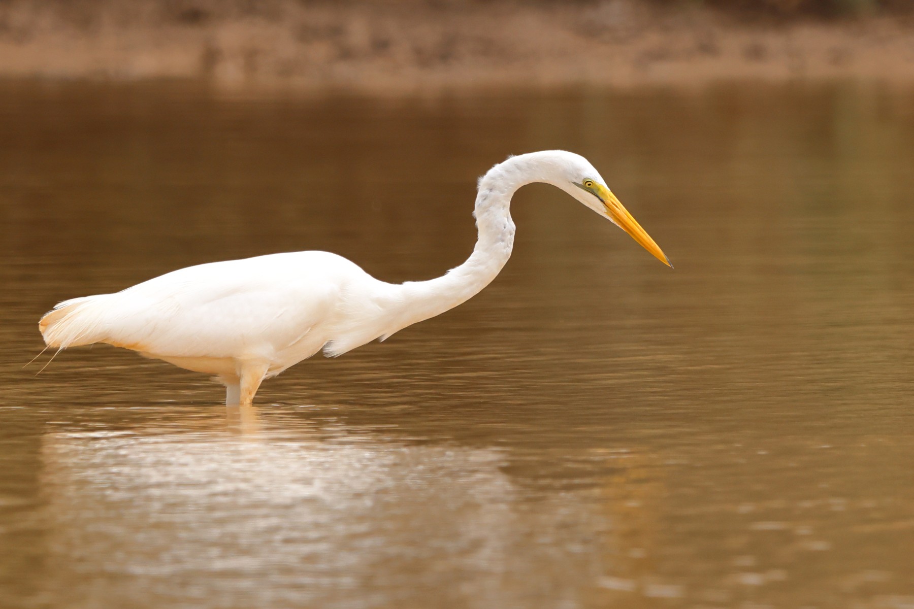 Djoudj National Bird Sanctuary - Eastern great egret (Ardea alba modesta)