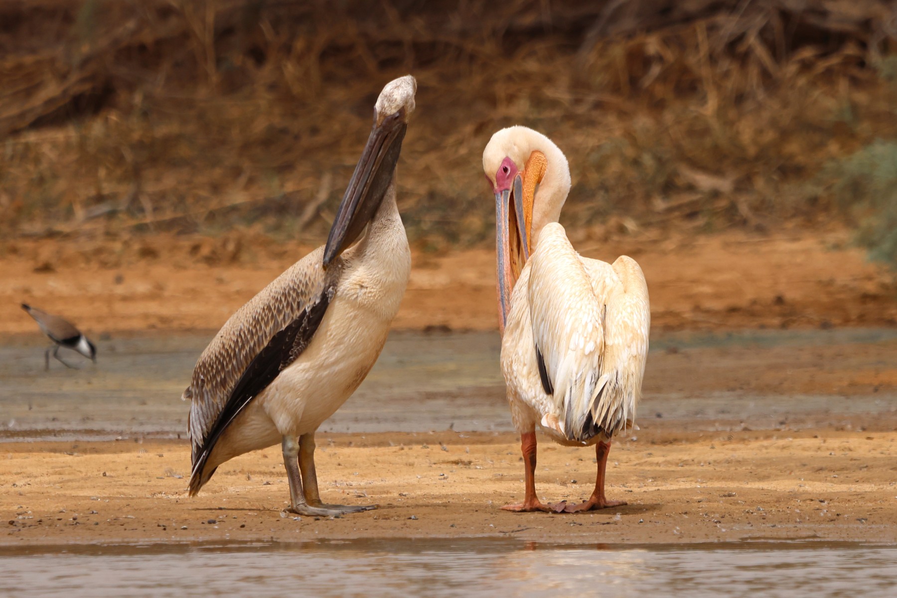 Djoudj National Bird Sanctuary - Pelicans