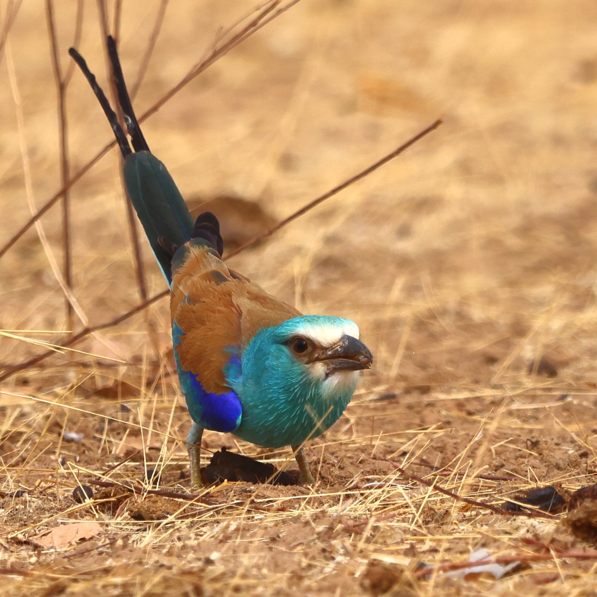 Near Touba - Abyssinian roller (Coracias abyssinicus)