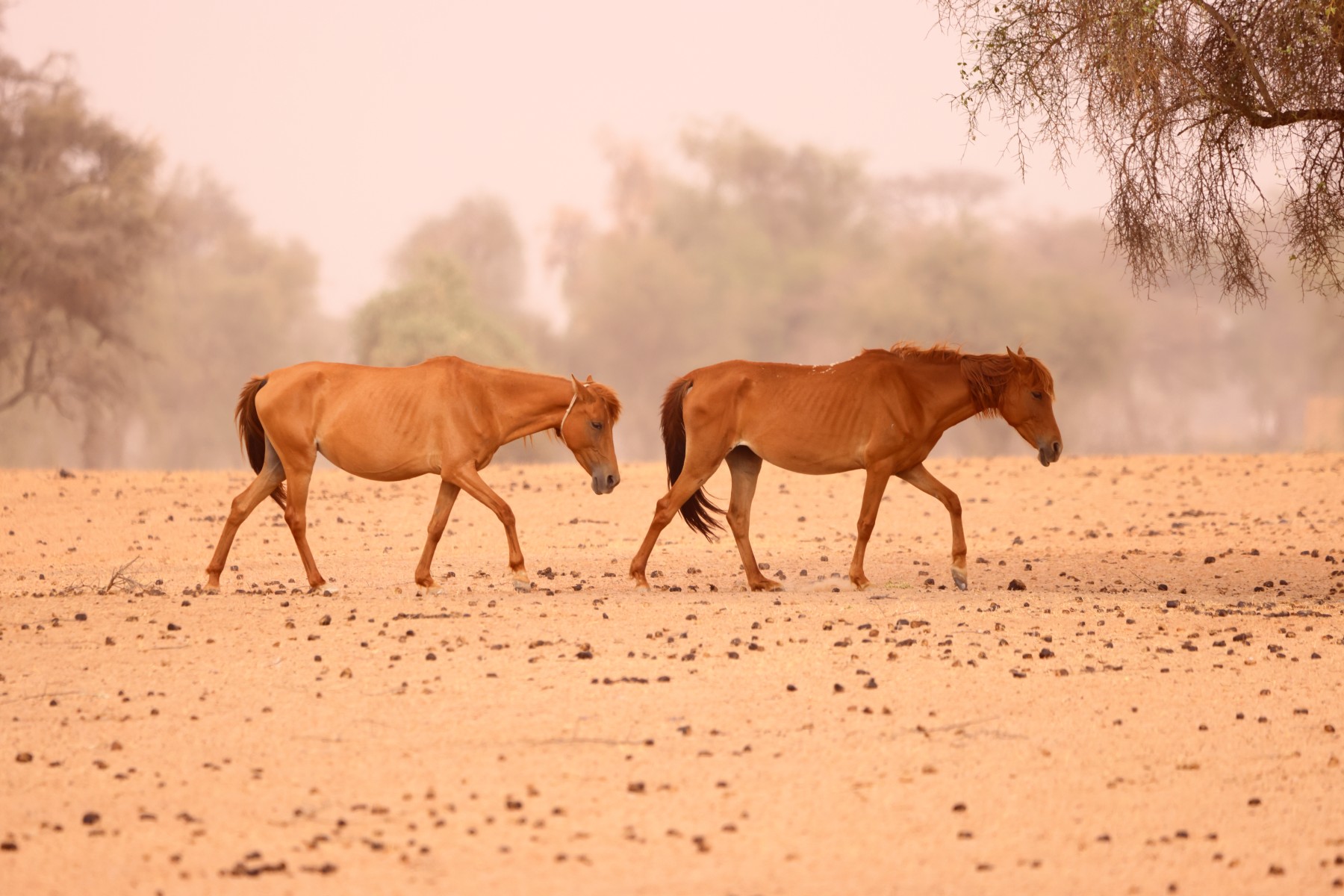 Ecolodge de Koba - Horses