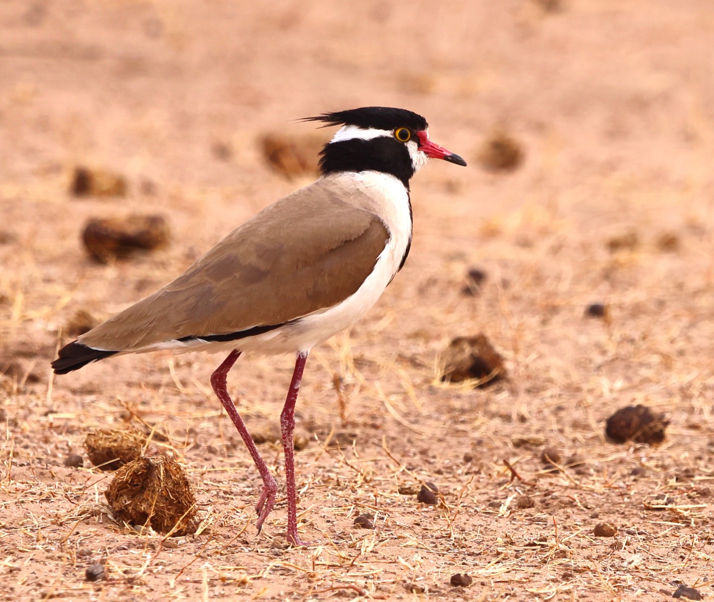 Ecolodge de Koba - Black-headed lapwing (Vanellus tectus)