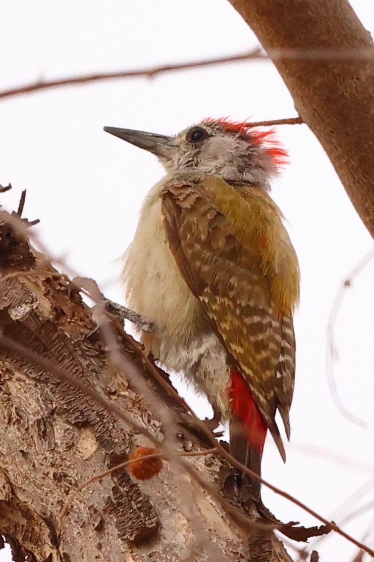 Ecolodge de Koba - African grey woodpecker (Dendropicos goertae)
