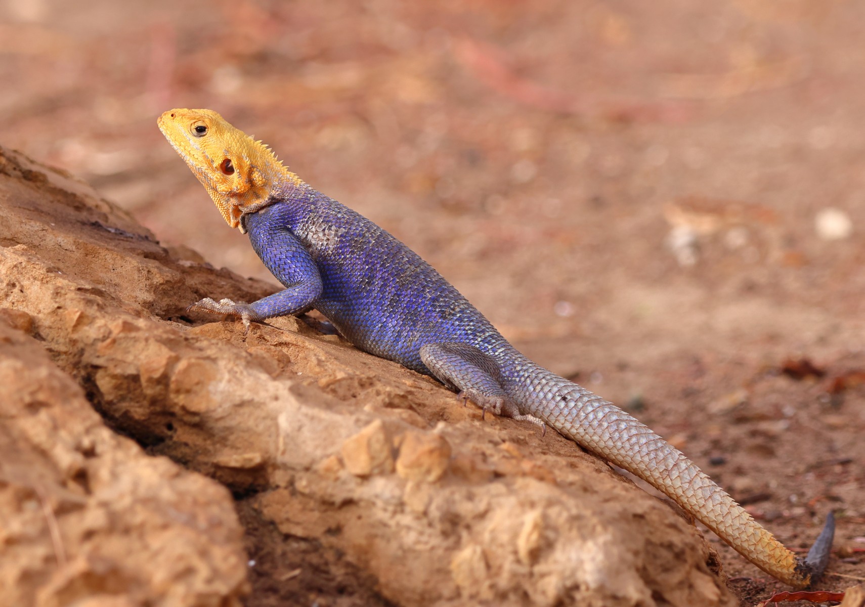 Kabacoto Safari lodge - Yellow-headed blue agama