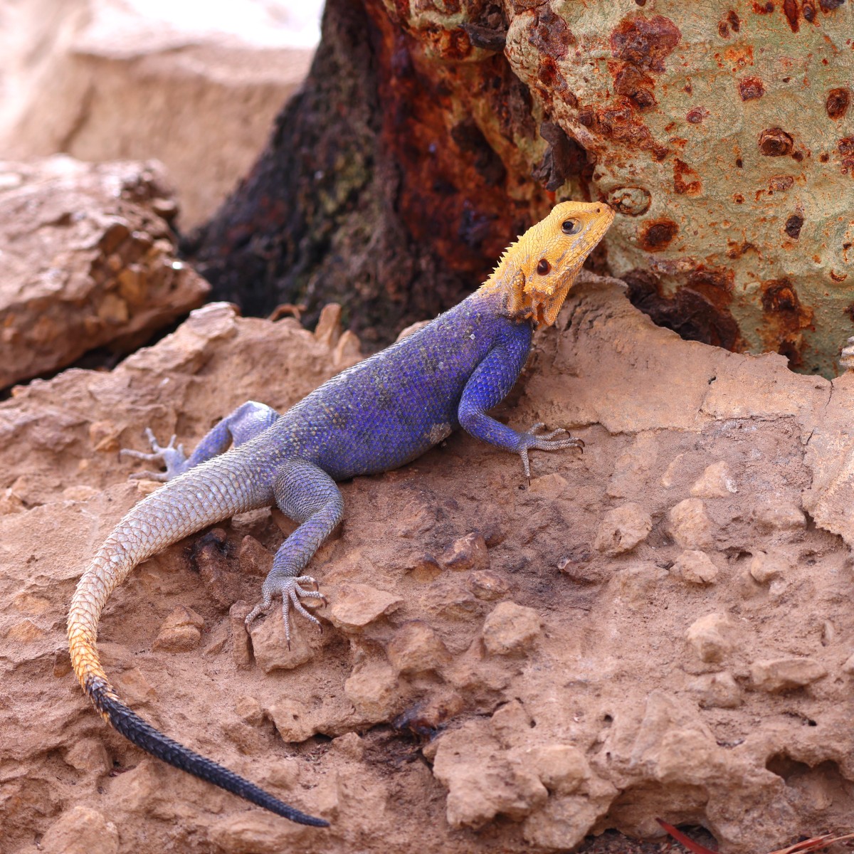 Kabacoto Safari lodge - Yellow-headed blue agama