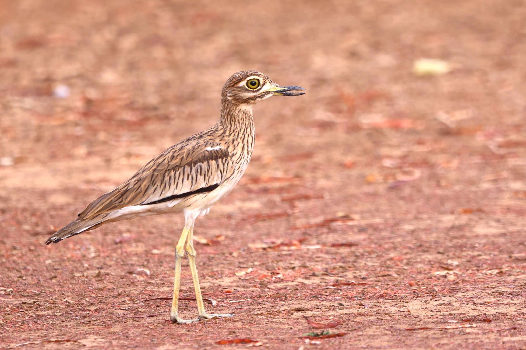 Kabacoto Safari lodge - Senegal thick-knee (Burhinus senegalensis)