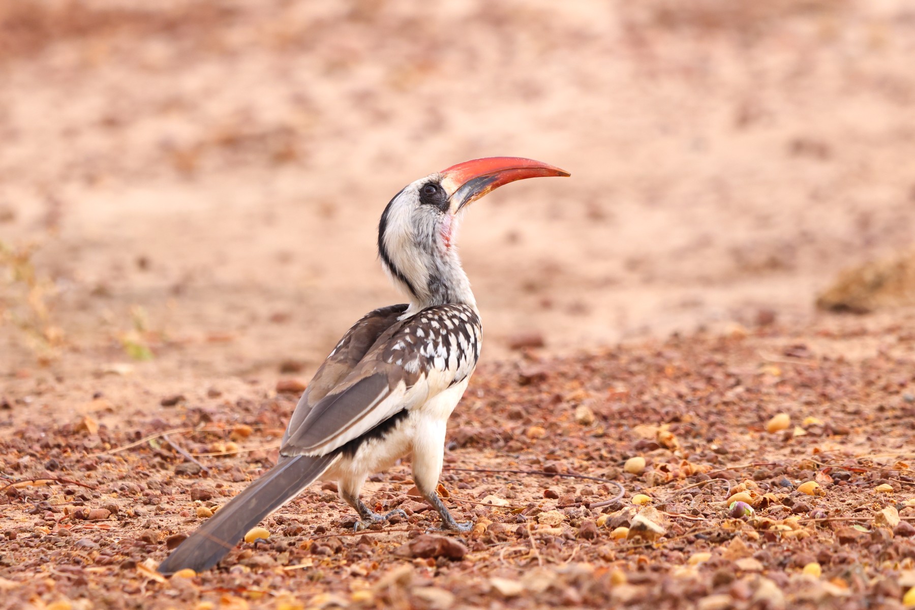 Kabacoto Safari lodge - Northern red-billed hornbill (Tockus erythrorhynchus)