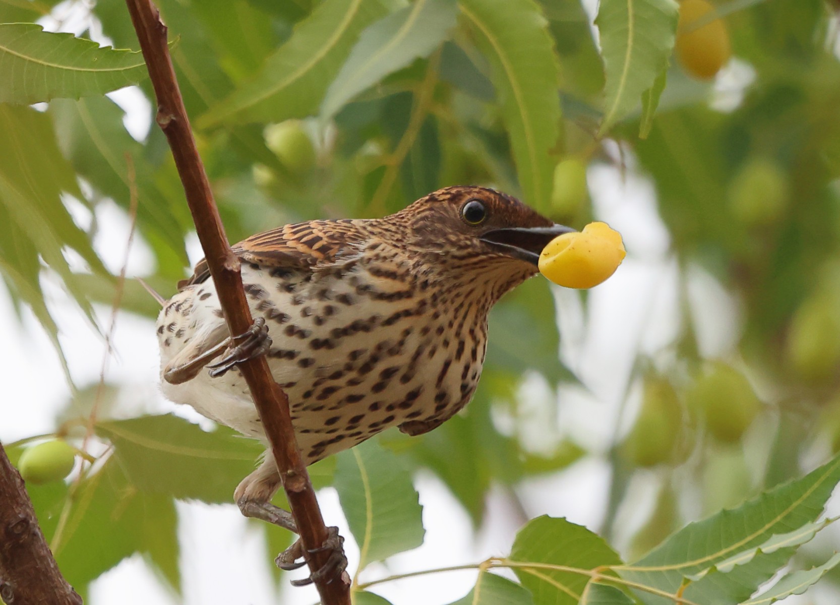 Kabacoto Safari lodge - Starling female