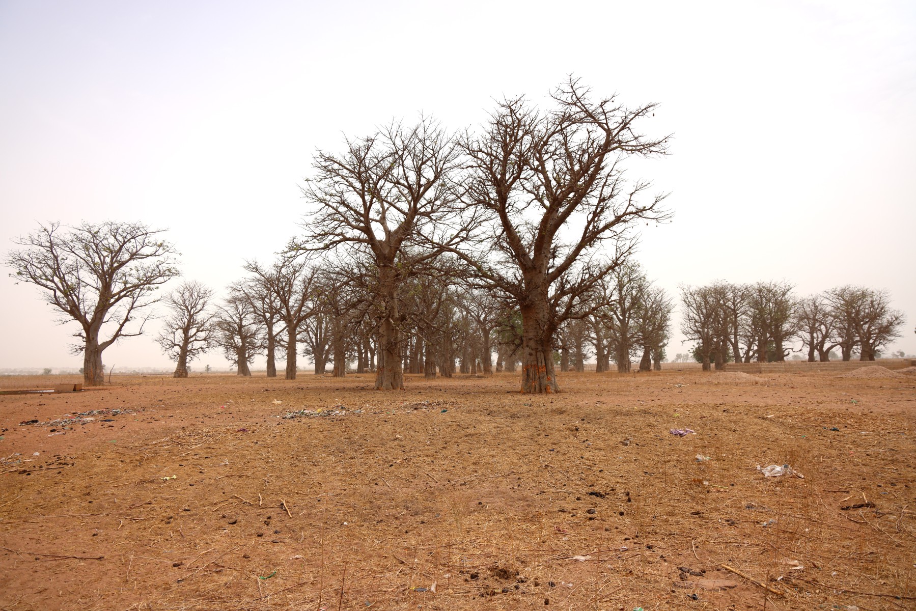 Near Sine Ngayene - Baobab forest