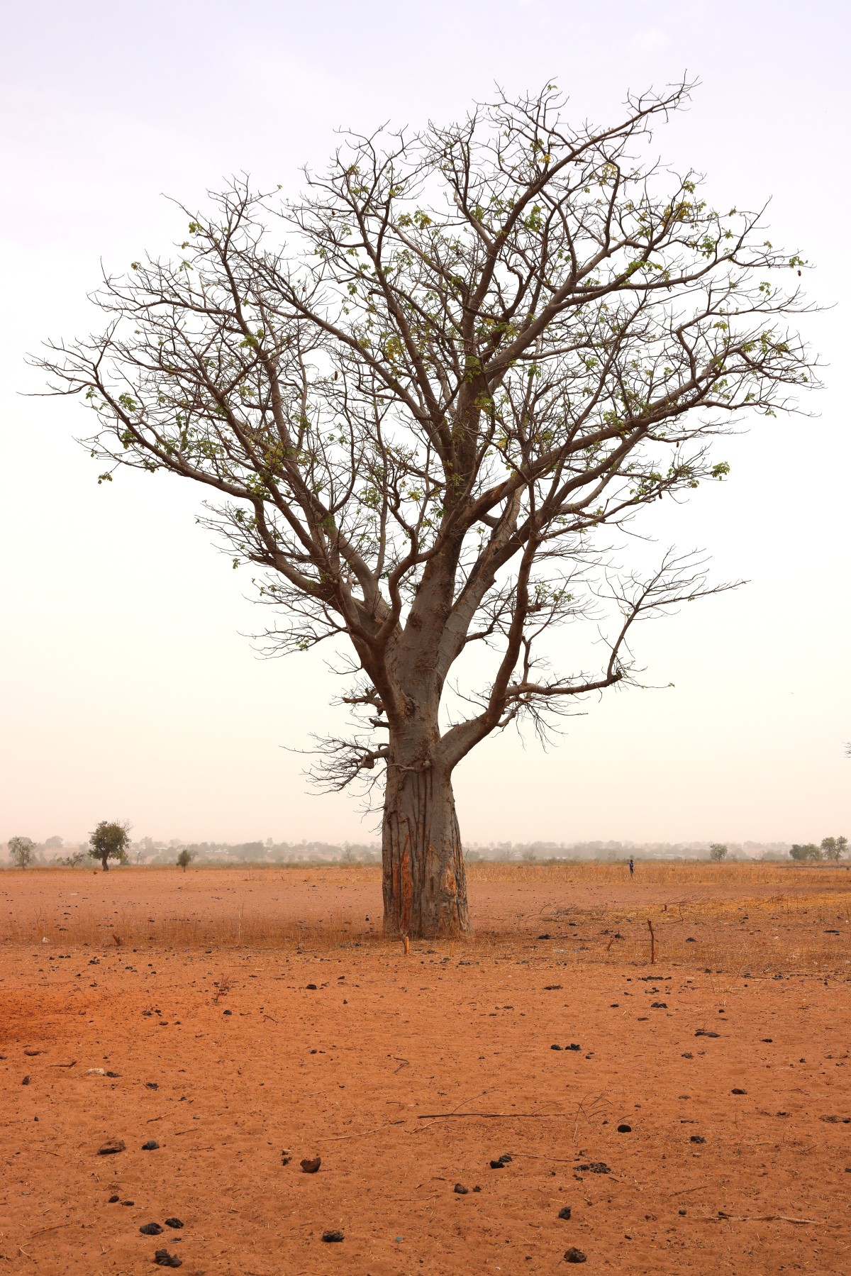 Near Sine Ngayene - Baobab