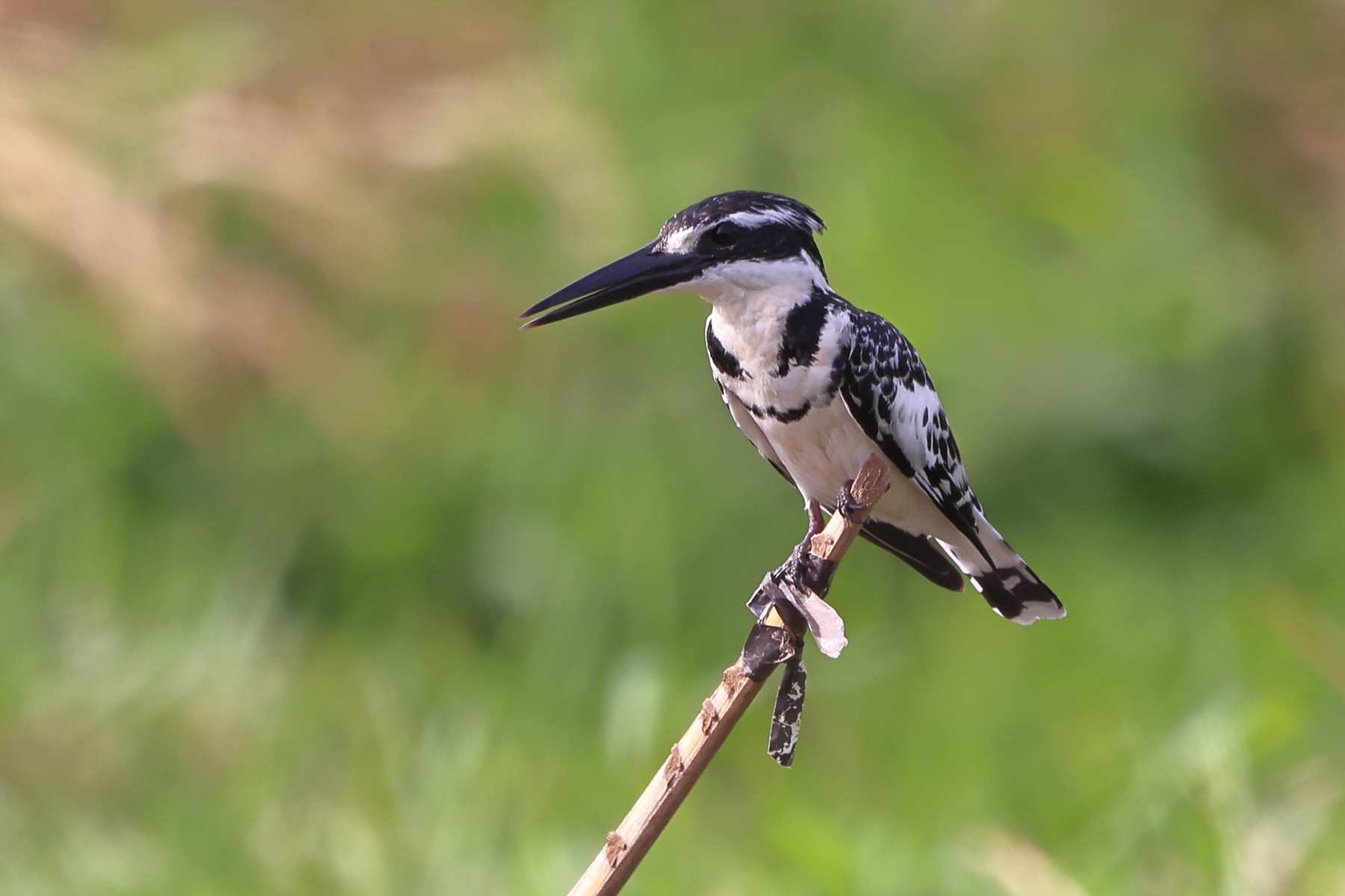 Abuko nature reserve - Pied kingfisher (Ceryle rudis)