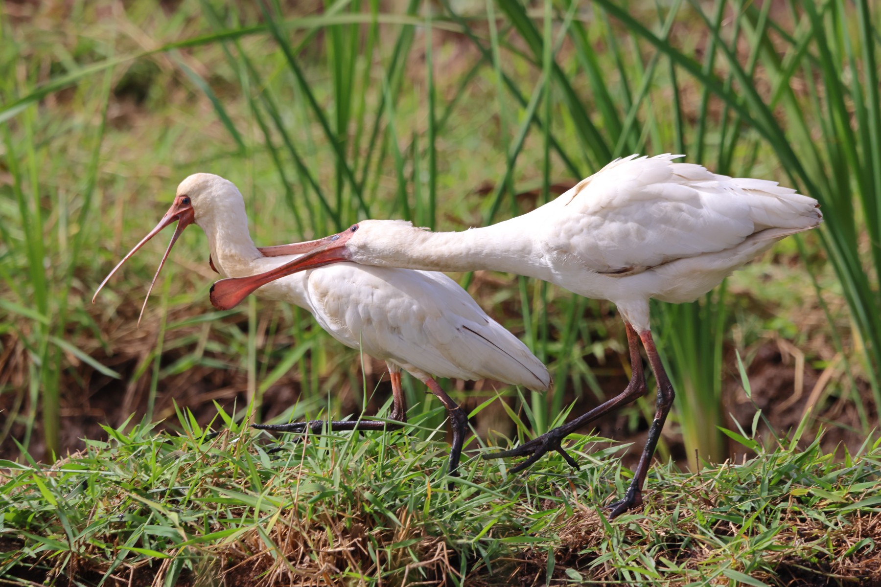 Abuko nature reserve - African spoonbills (Platalea alba)
