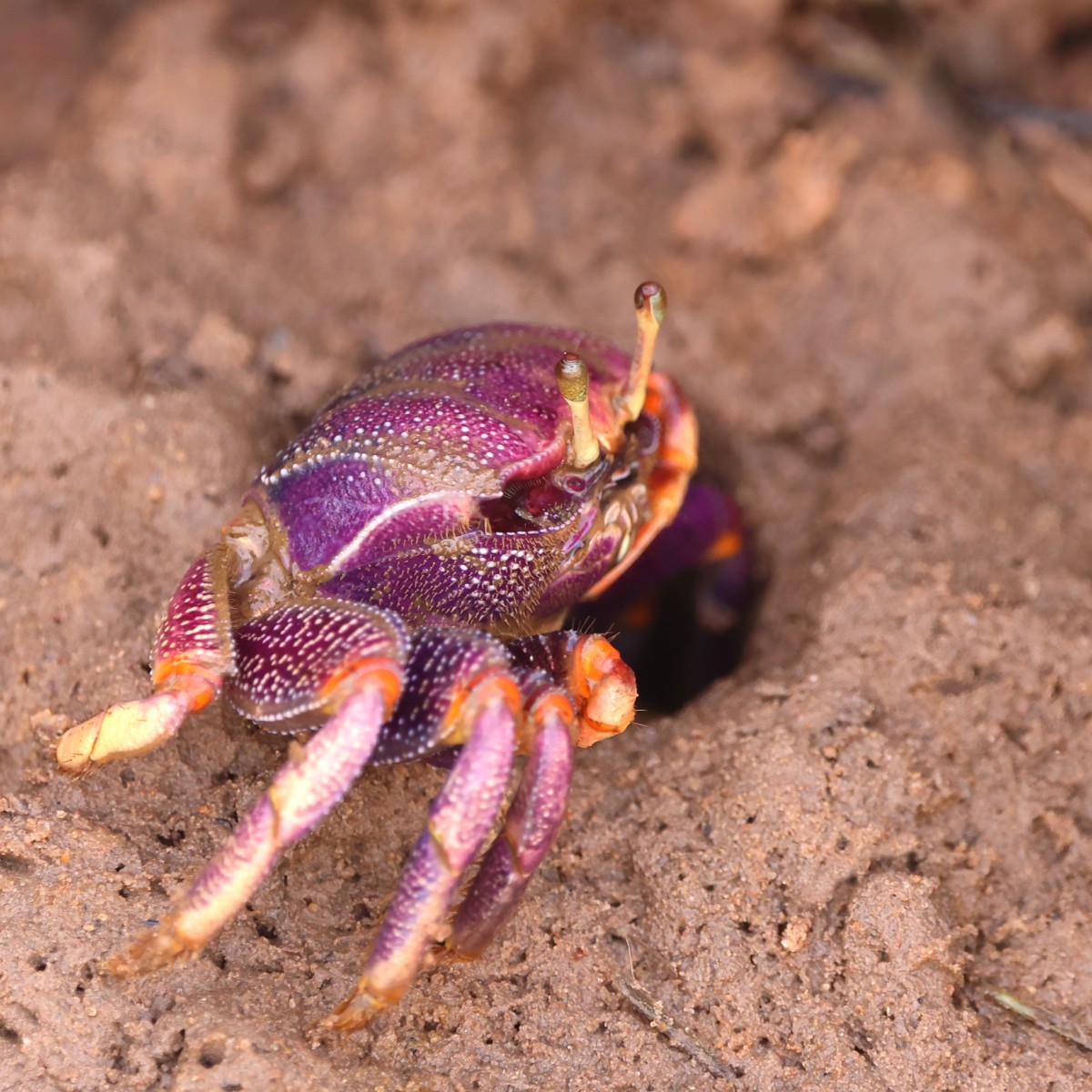 Abuko nature reserve - Afruca fiddler crab