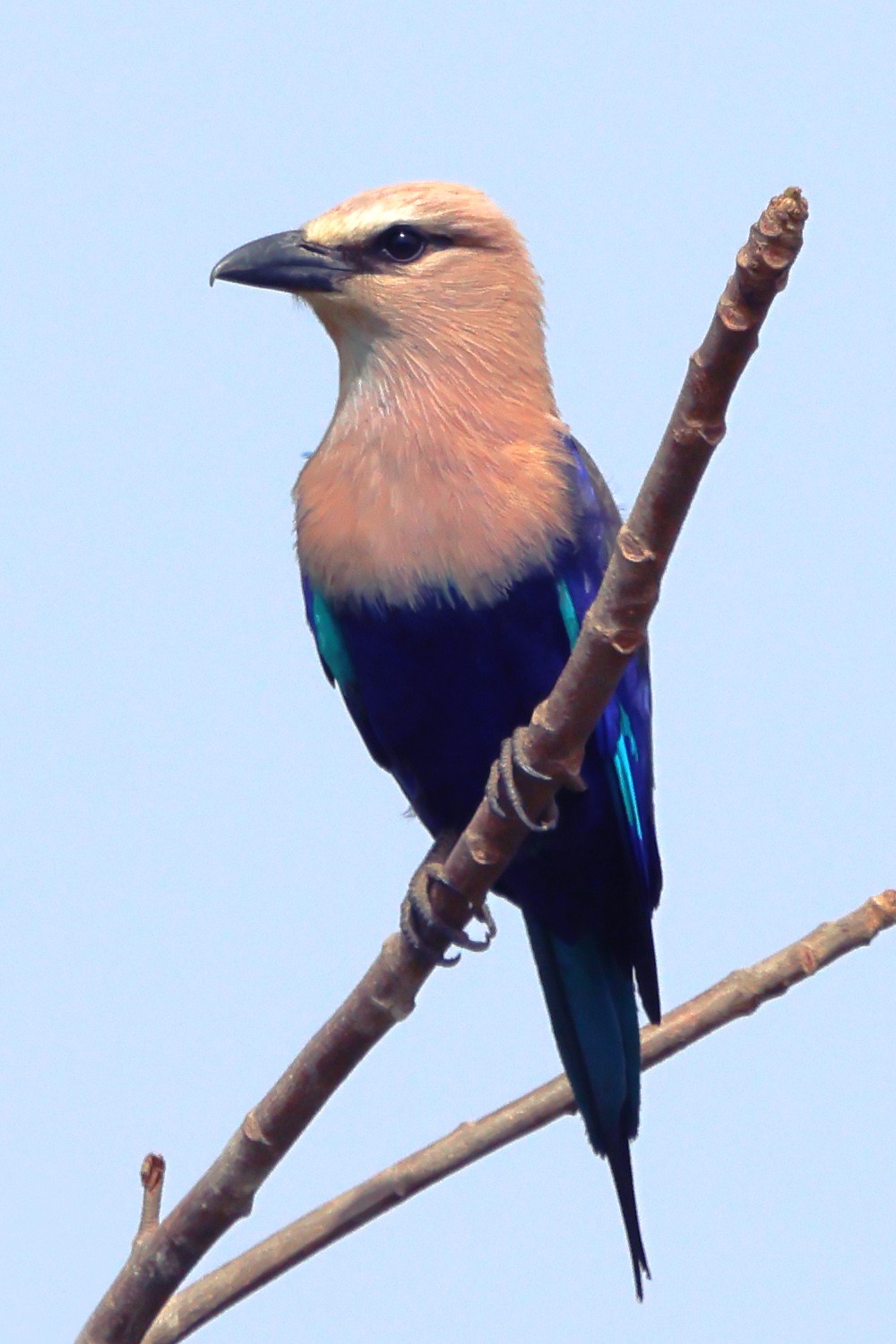 Abuko nature reserve - Blue-bellied roller (Coracias cyanogaster)