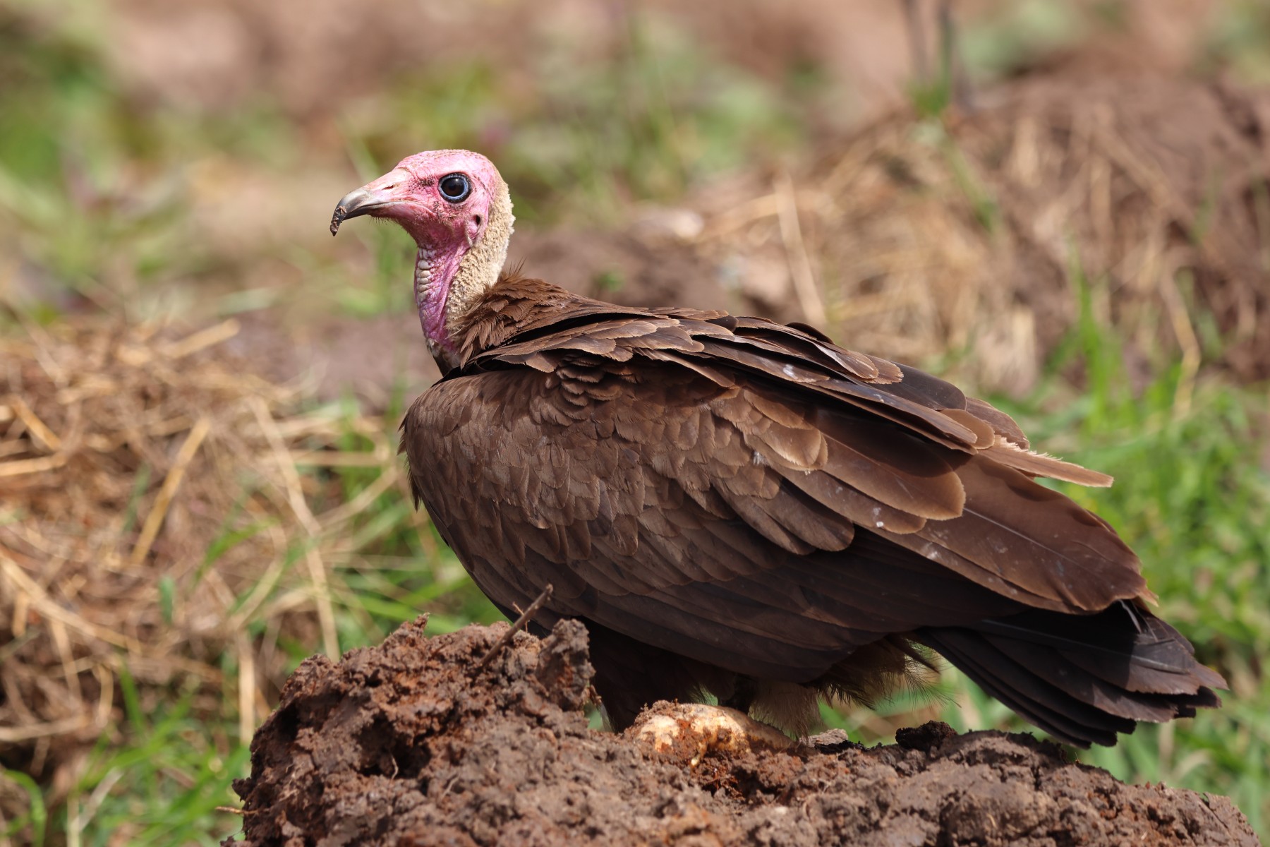 Abuko nature reserve - Hooded vulture (Necrosyrtes monachus)
