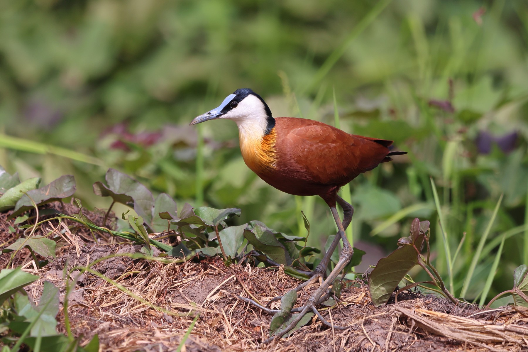 Abuko nature reserve - African jacana (Actophilornis africanus)