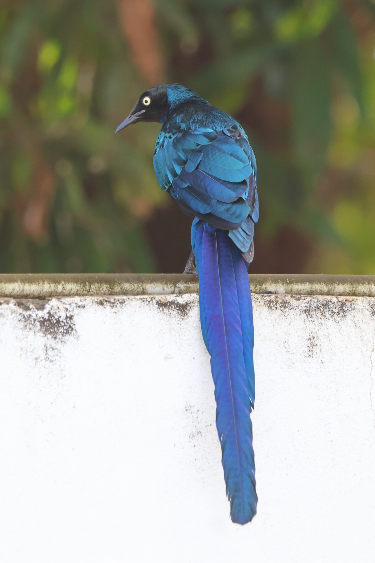 Banjul - Long-tailed glossy starling (Lamprotornis caudatus)