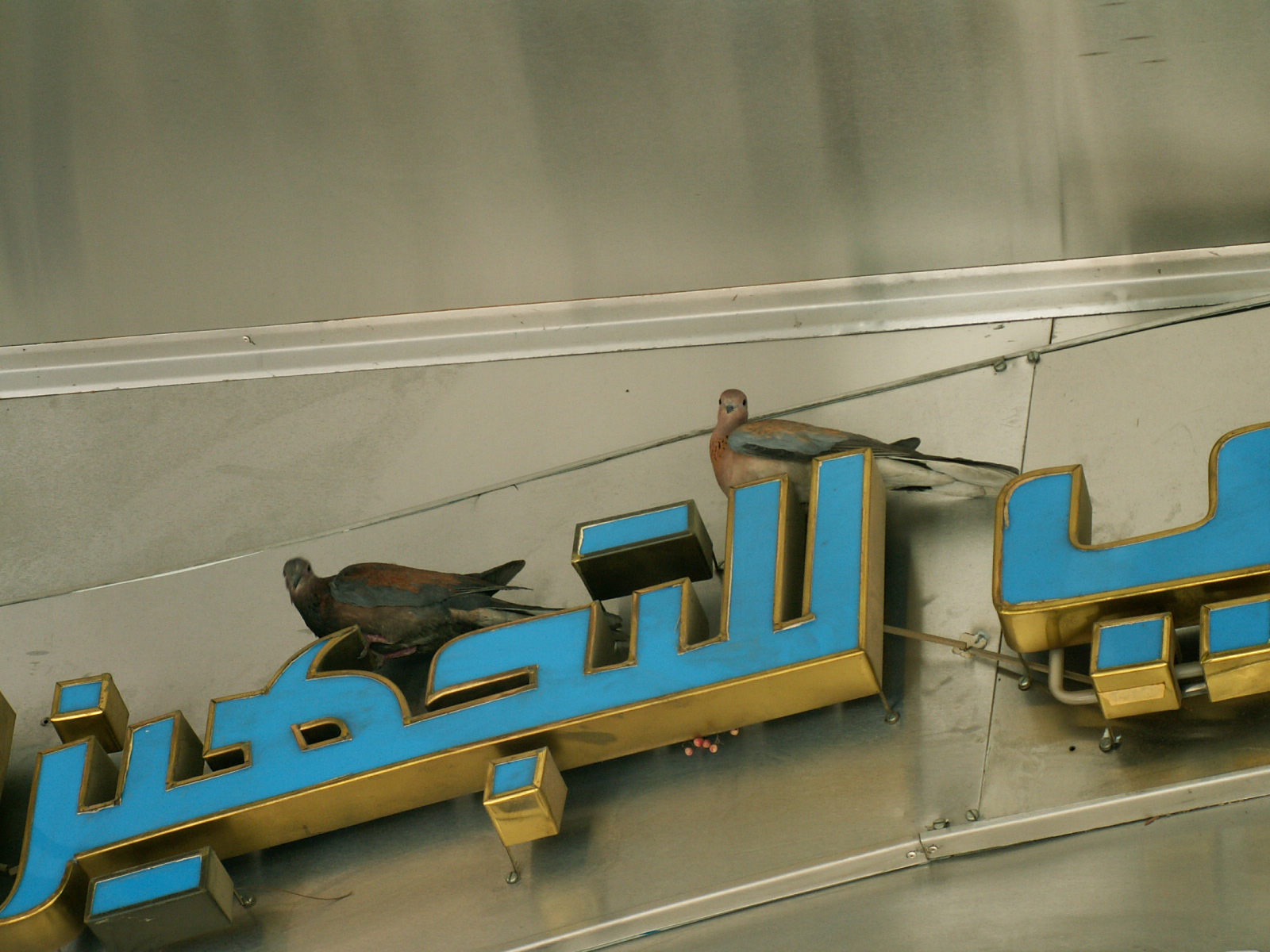 Damascus - Pigeons