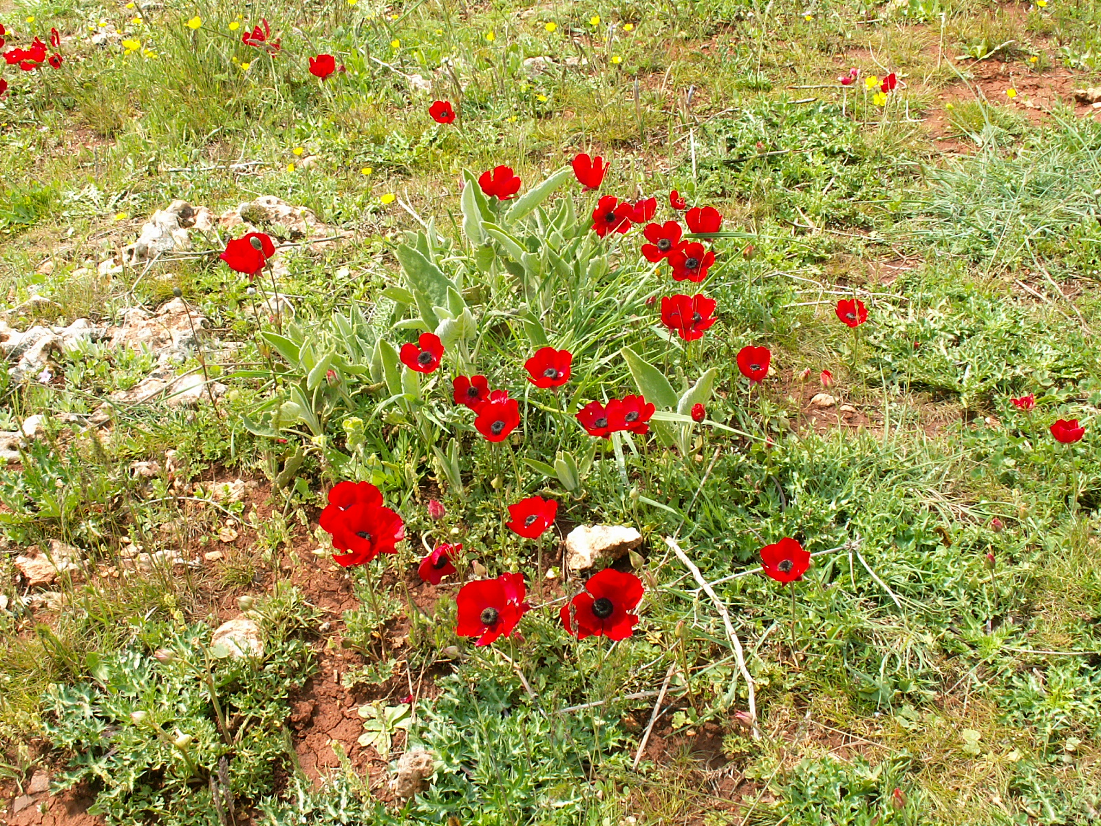 Near Sergila