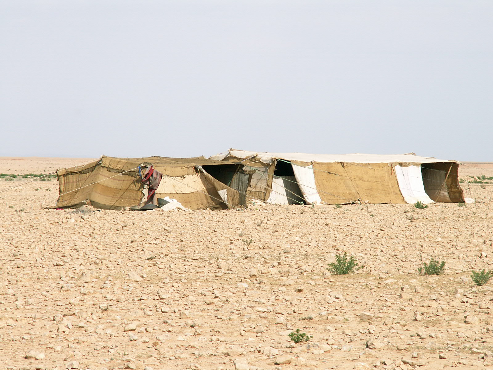 Near Deir ez Zor - Beduin tents