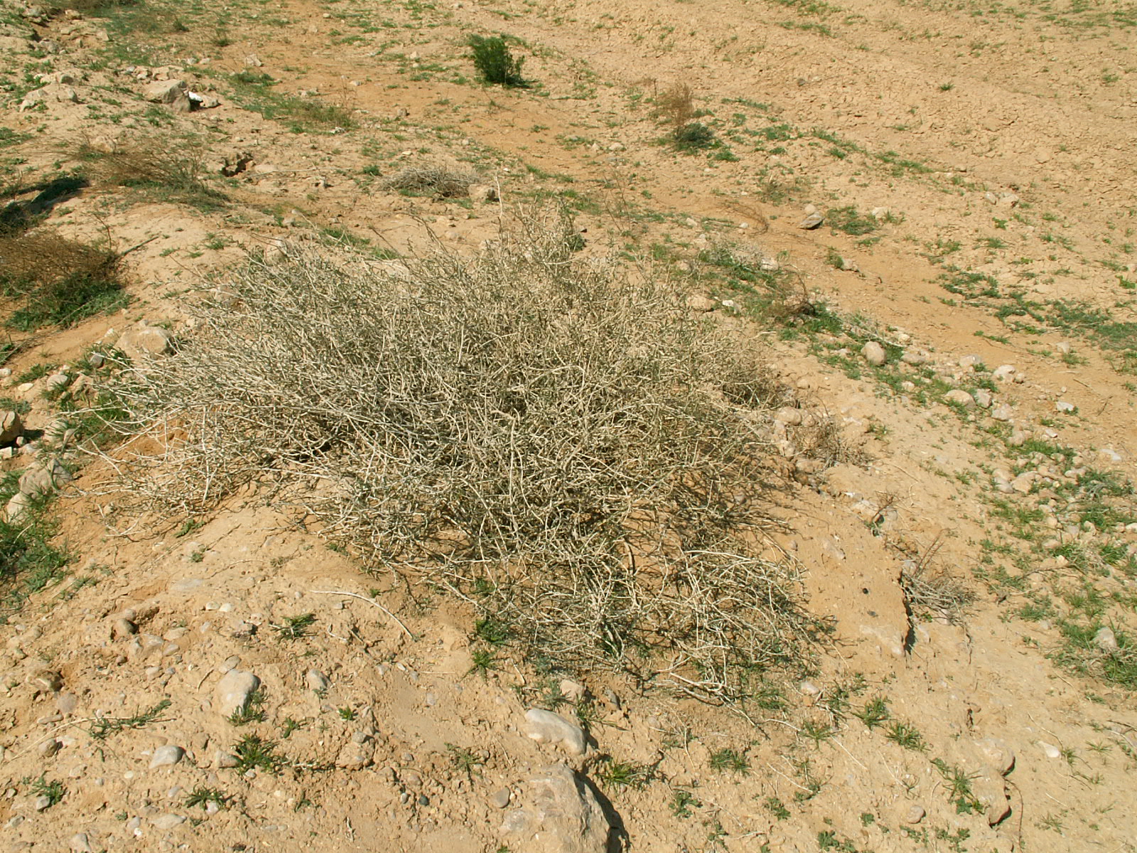 Near Deir ez Zor - Desert plant