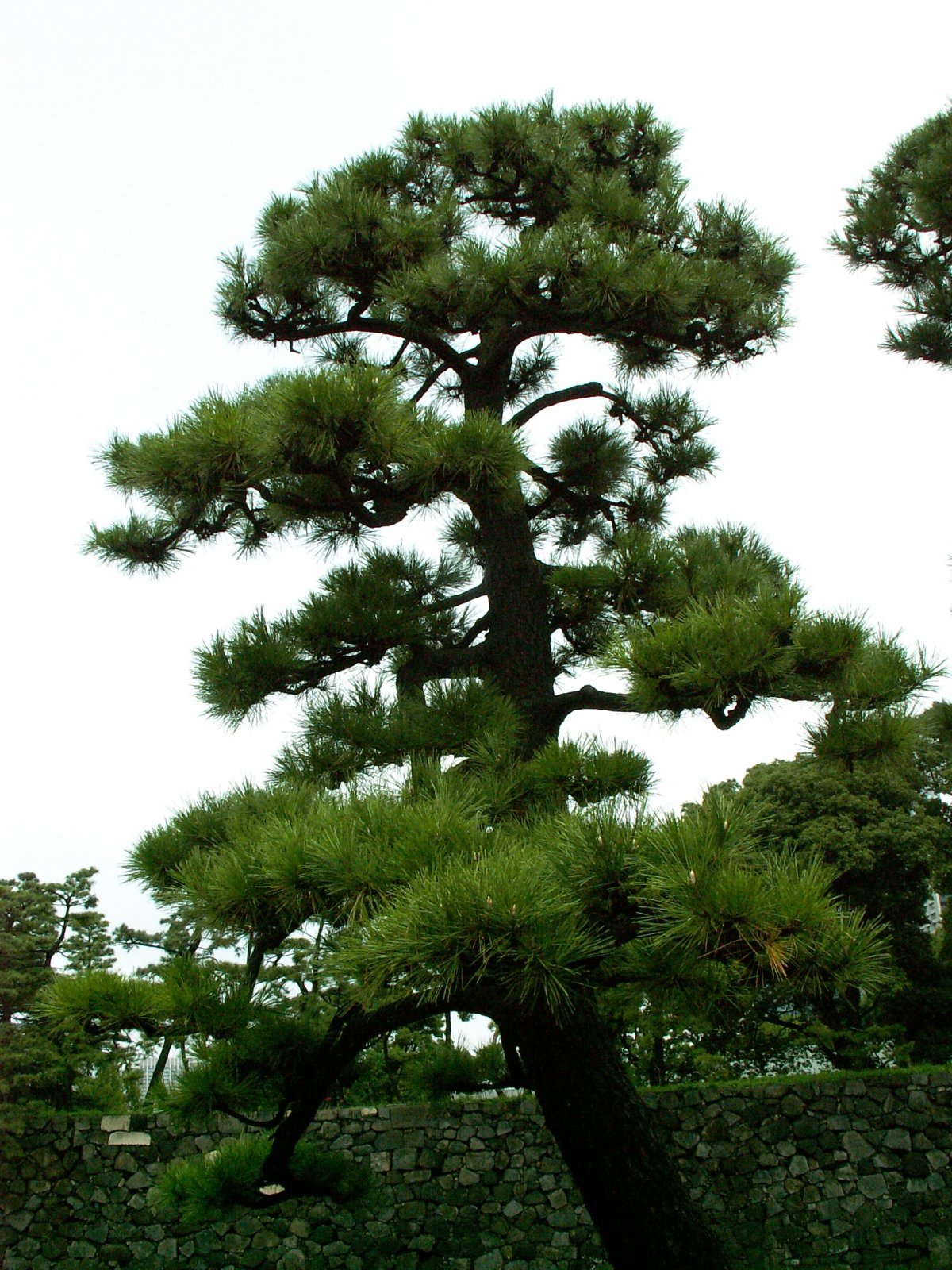 Chiyoda Ward