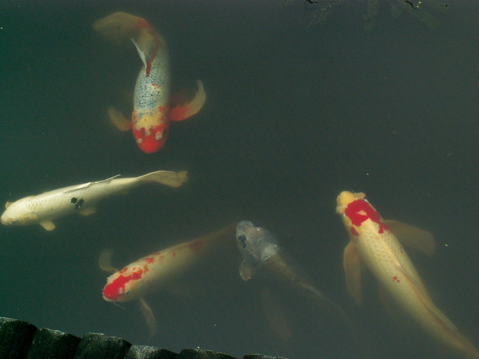 Chiyoda Ward - Imperial Palace - East gardens - Fishes in the lake