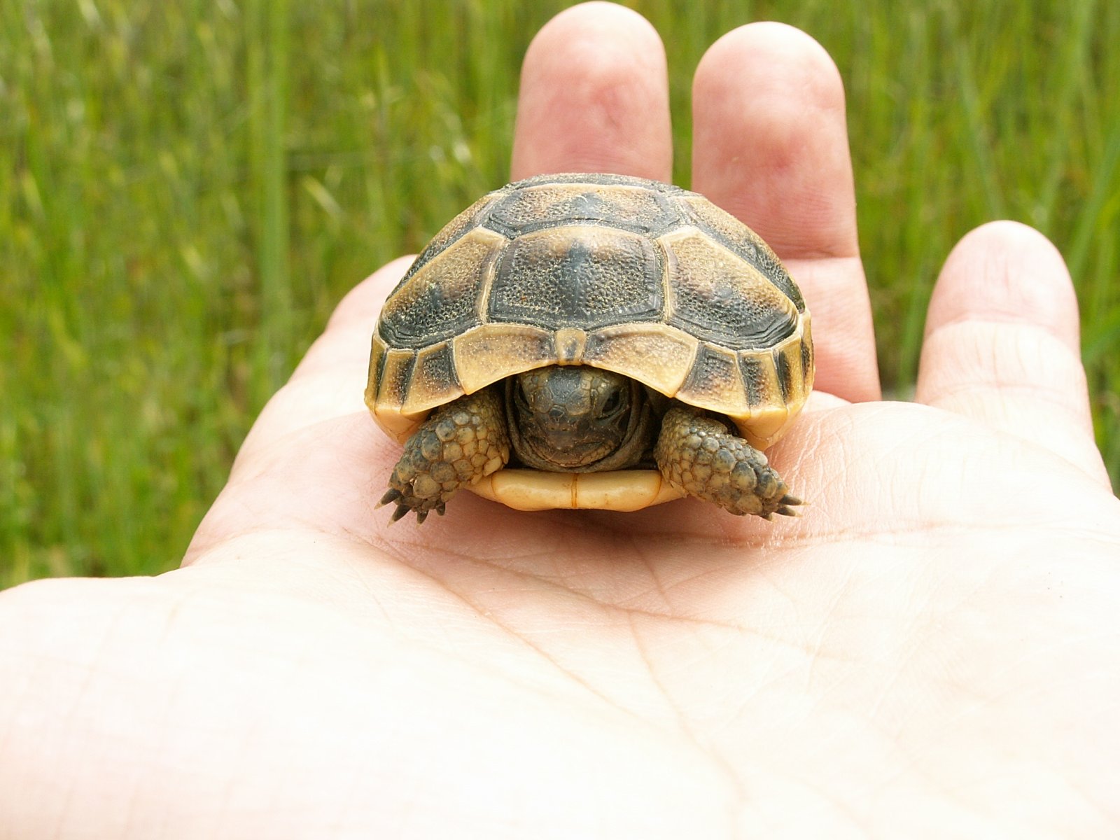 Pamukkale - Hierapolis - Greek turtle