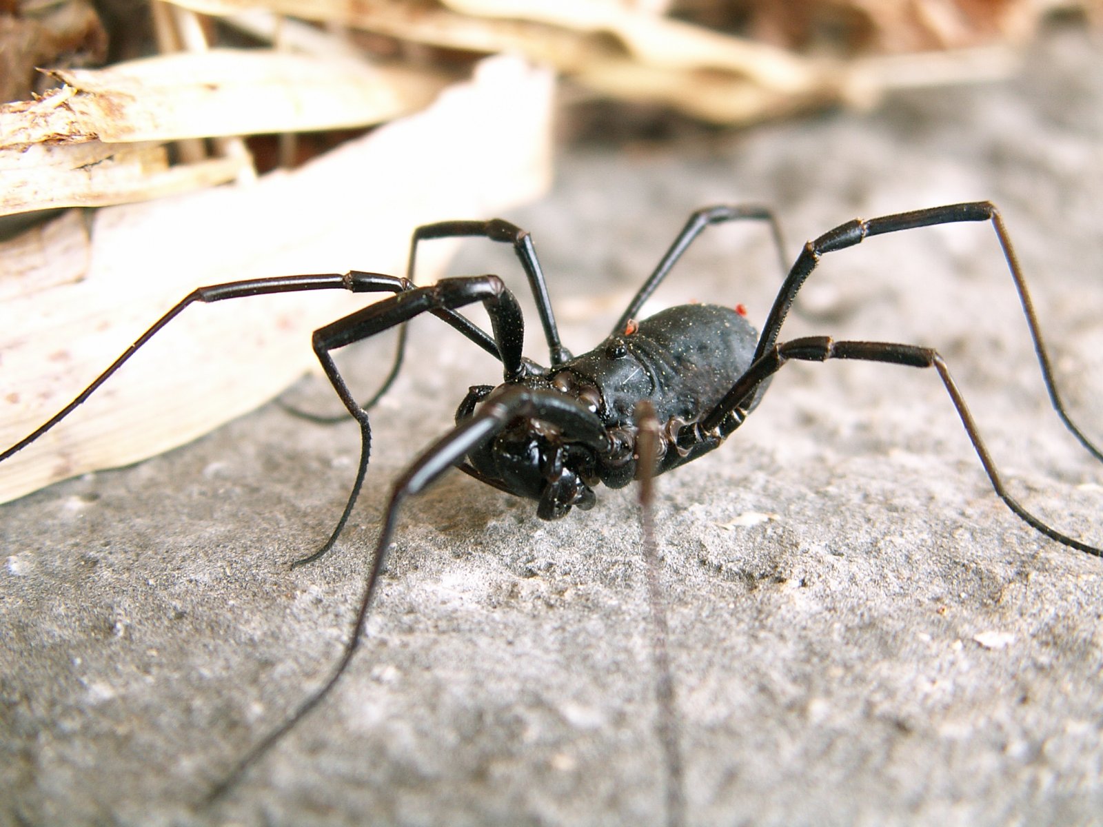 Priene - Spider