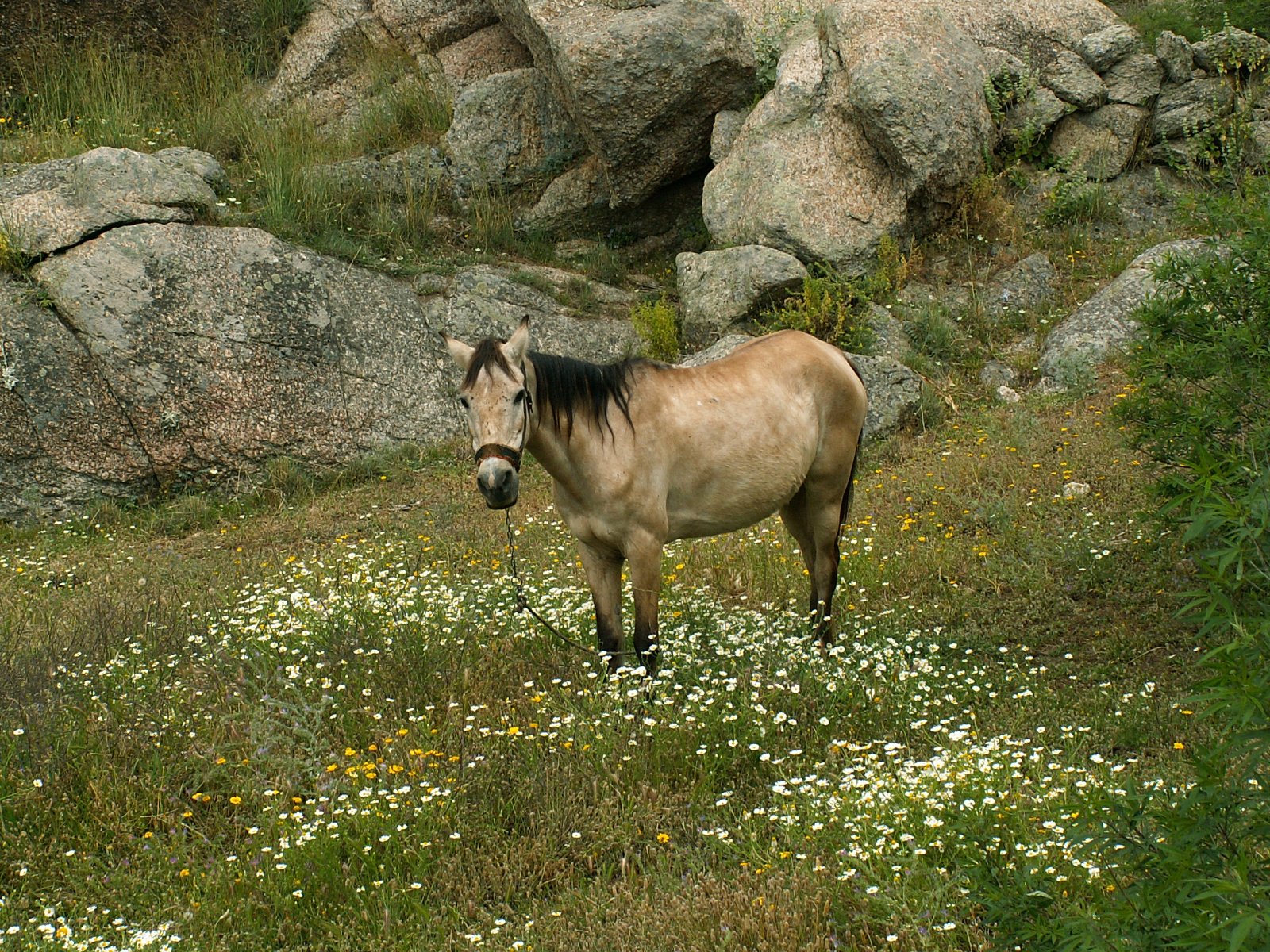Near Milas - Horse