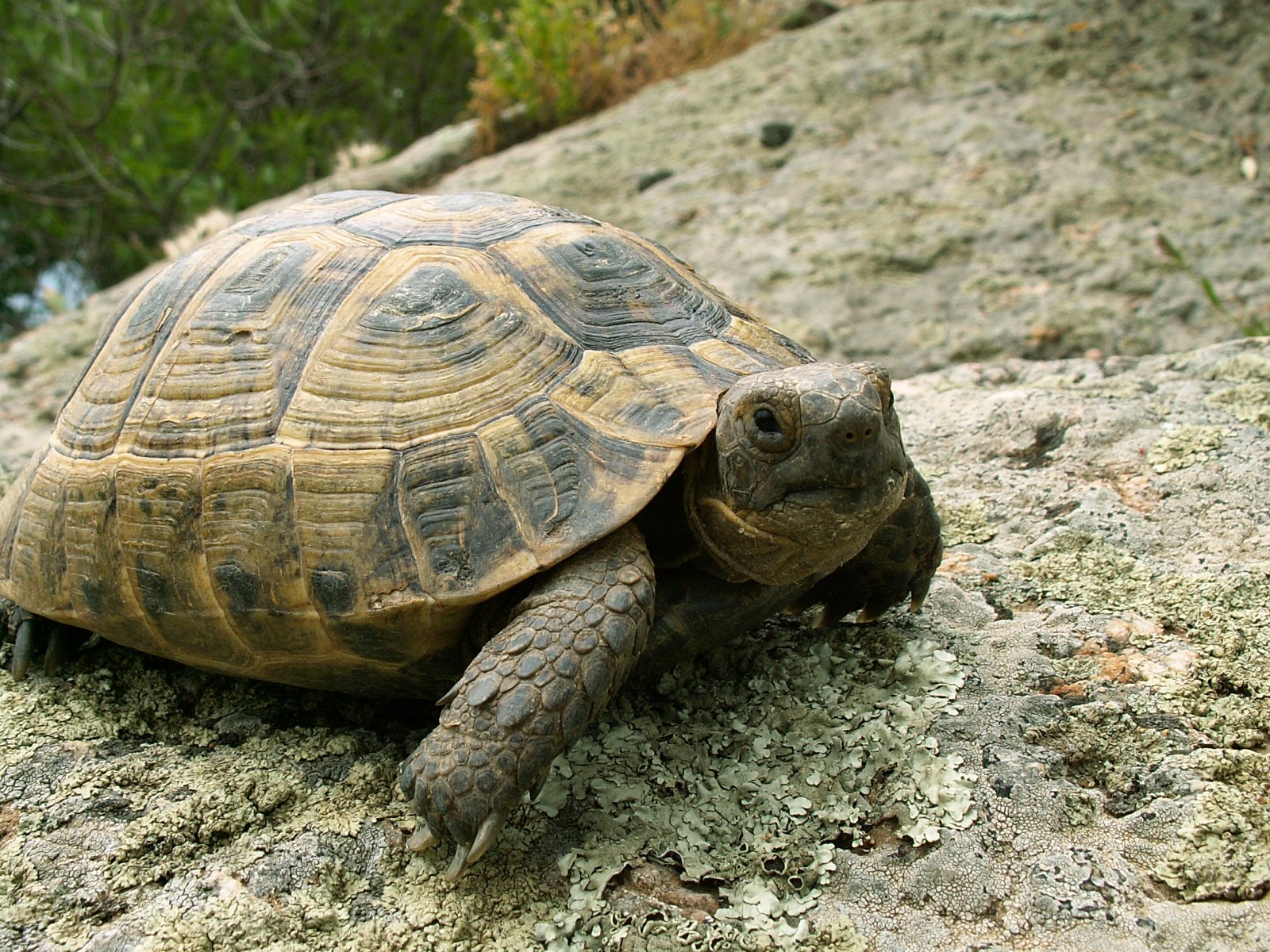 Near Milas - Greek turtle