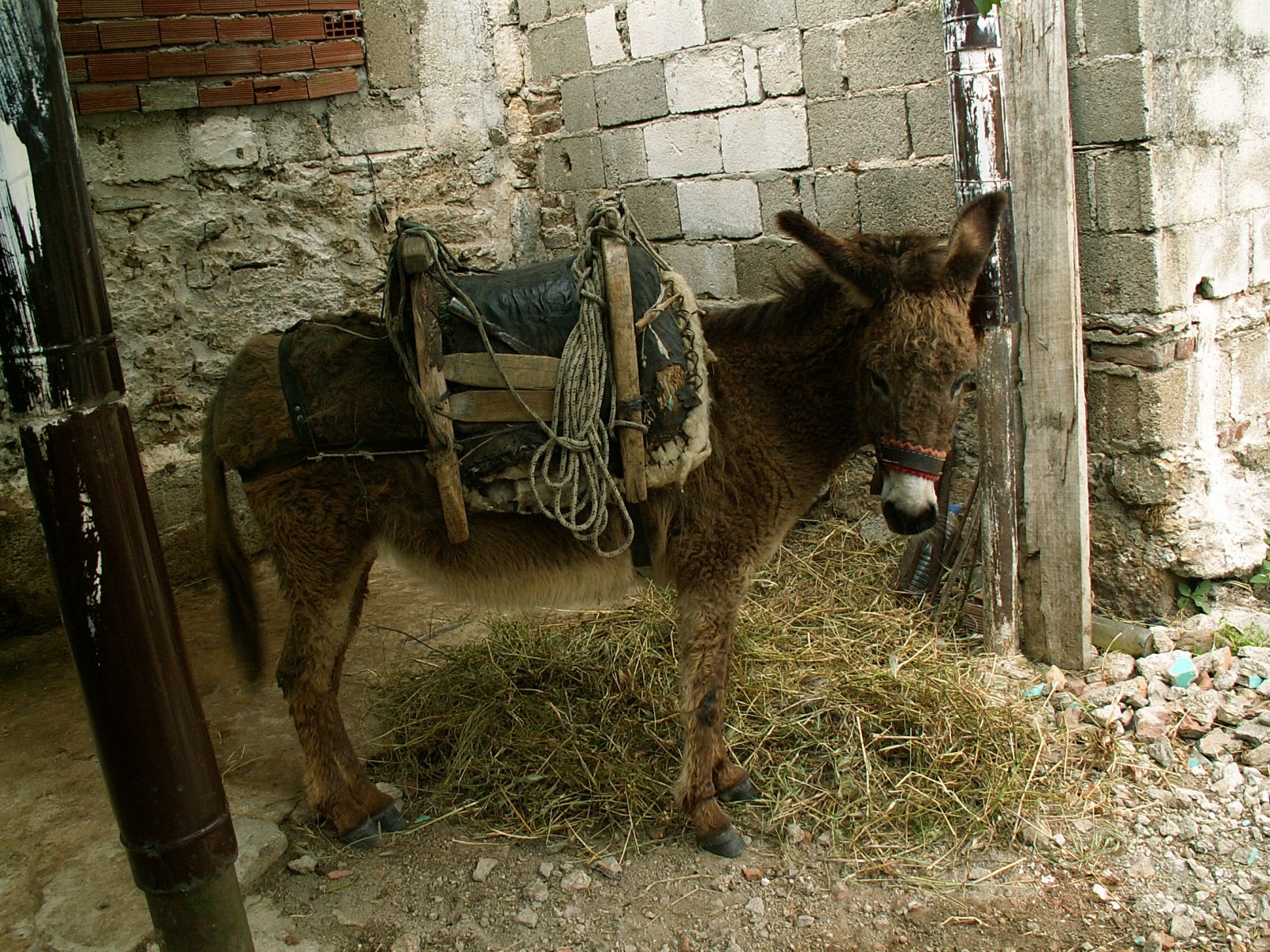 Near Milas - Donkey