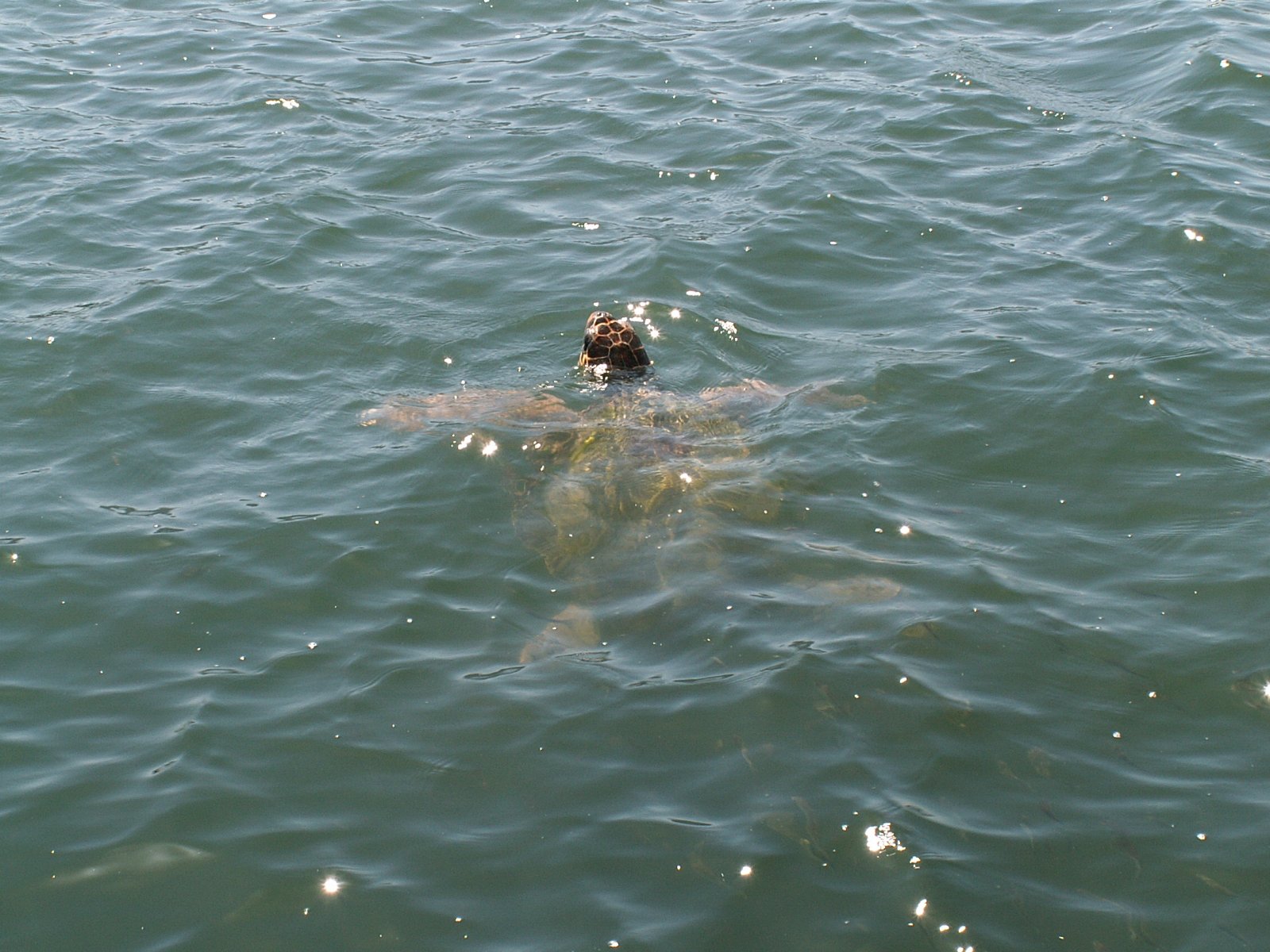 Dalyan - Caretta turtle