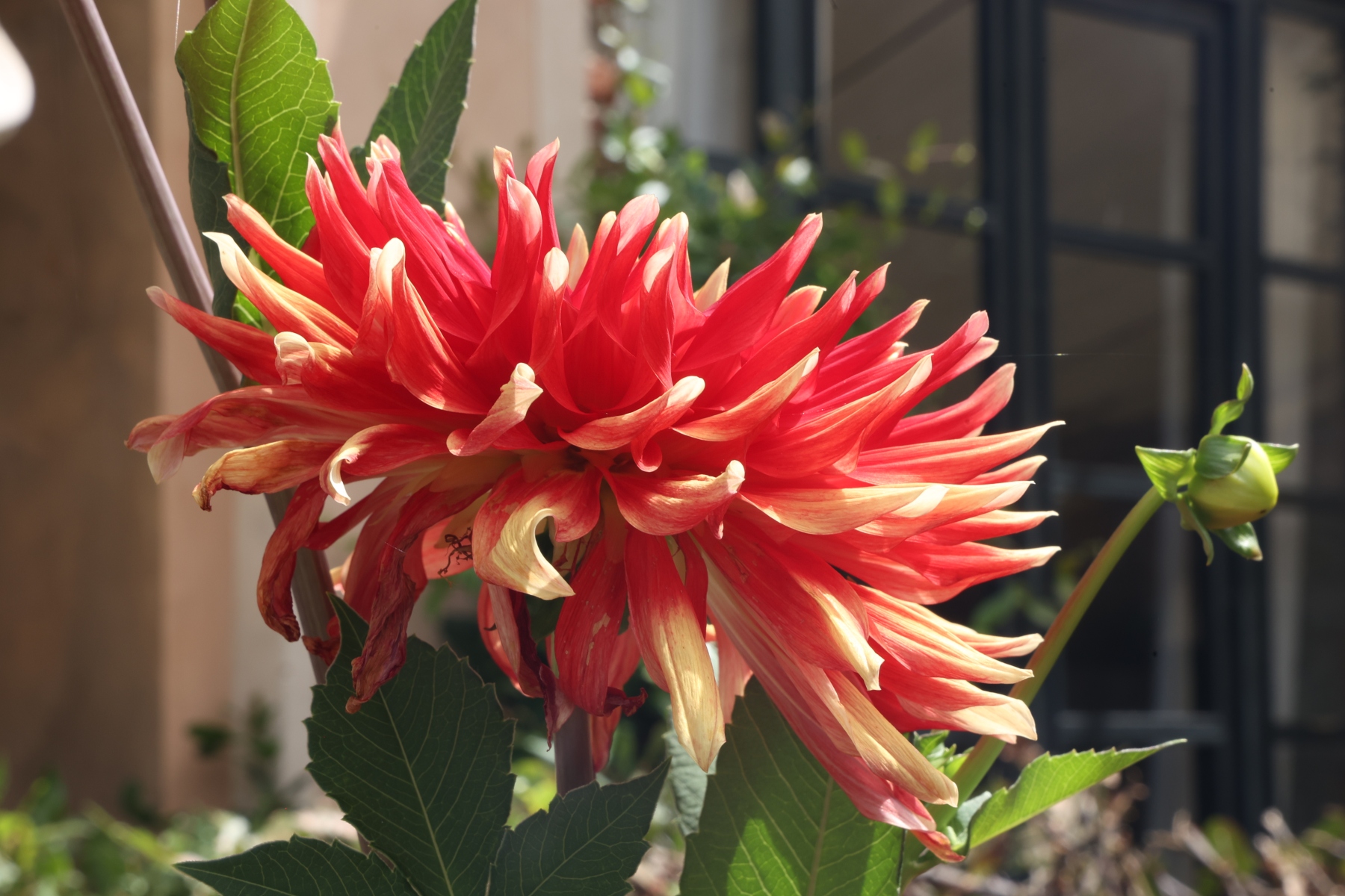 Lucca - Giardini di palazzo Pfanner - Dahlia