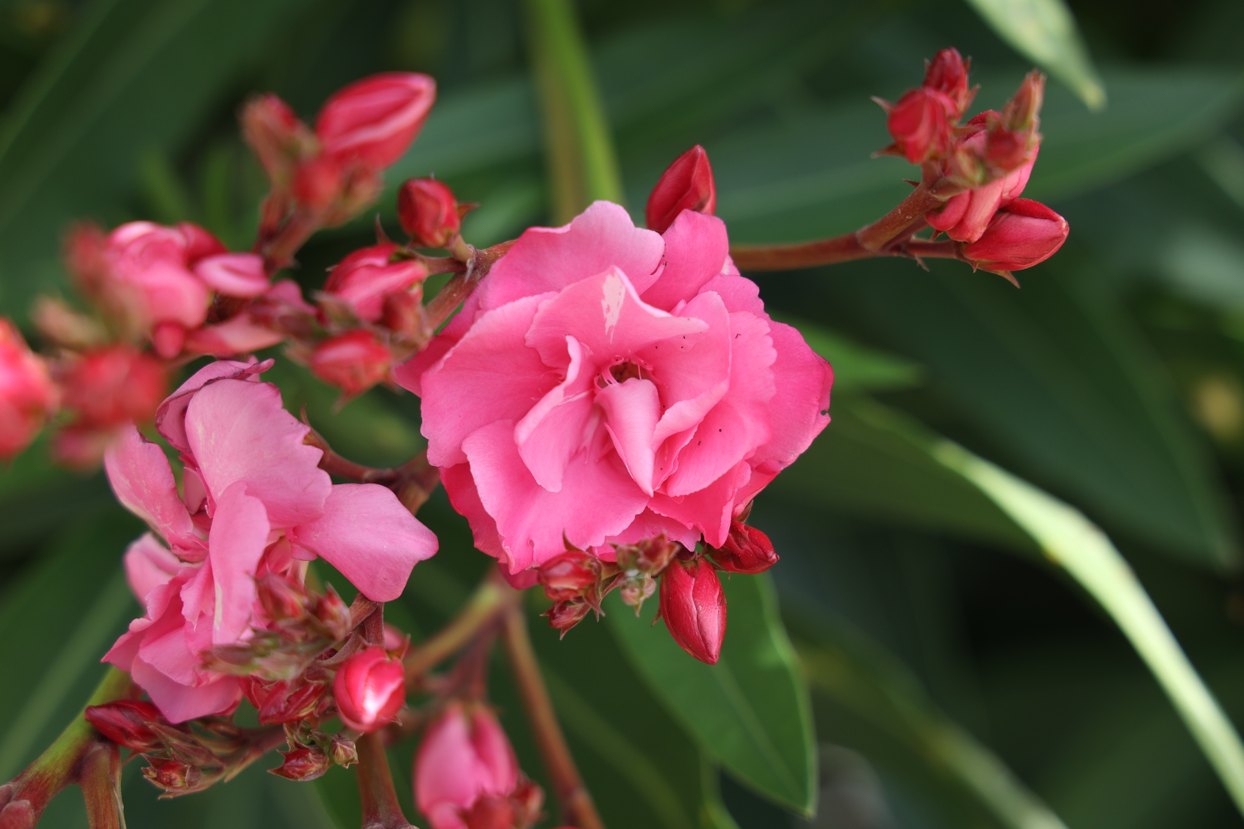 Manarola - Oleander
