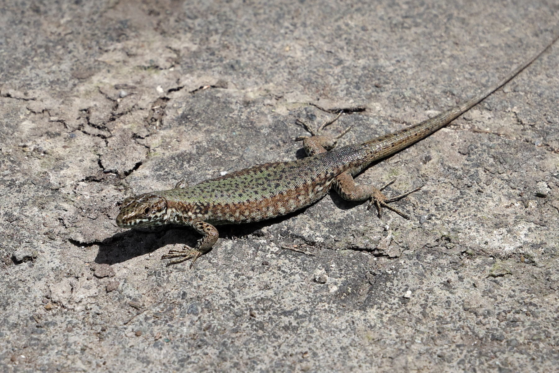 Manarola - Wall lizard