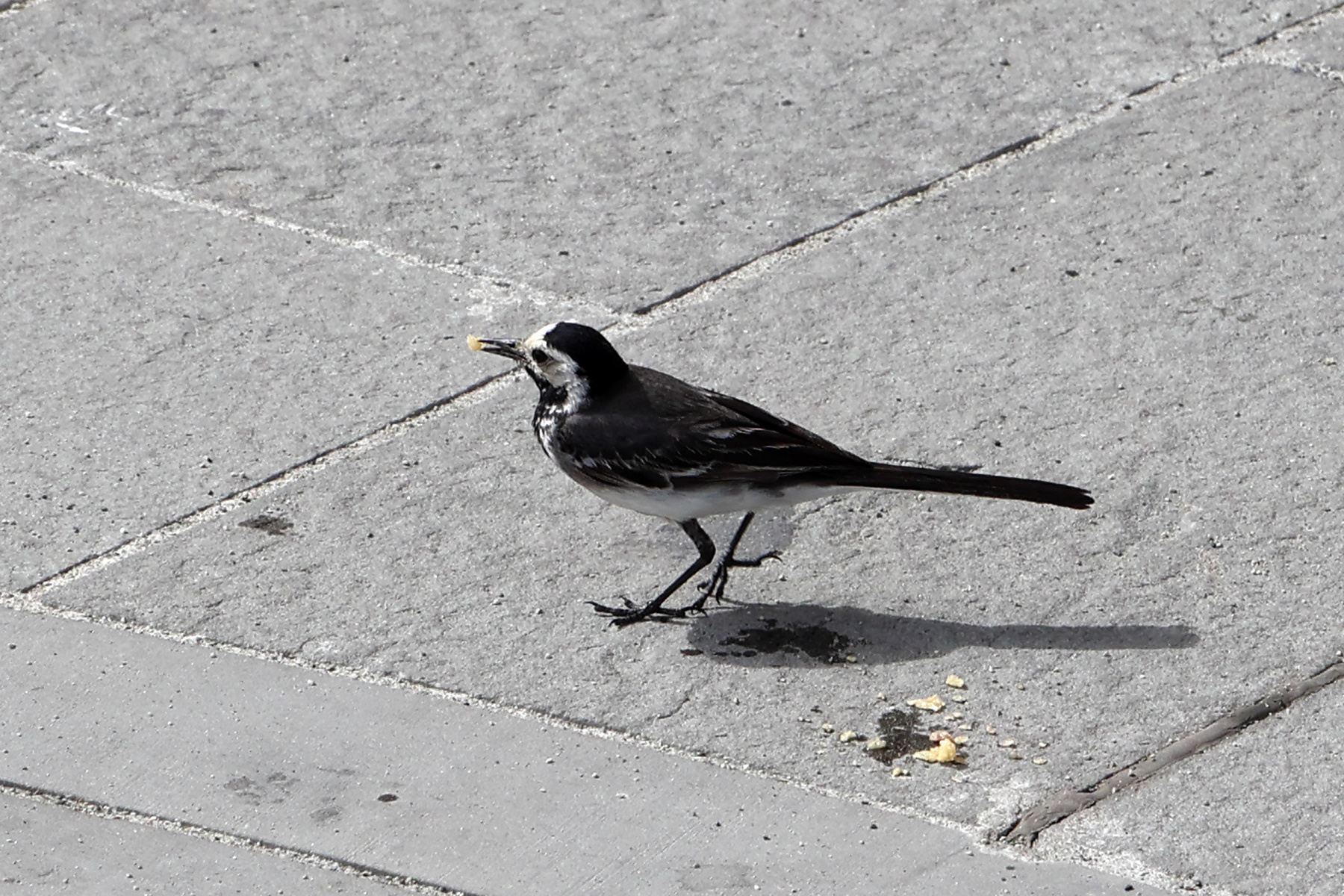 Monterosso - White wagtail