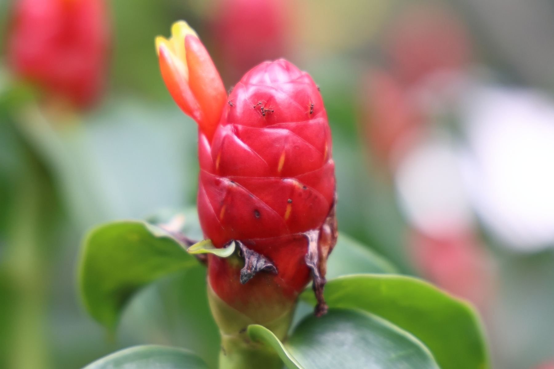 Rwanda - Kigali - Red button ginger (Costus woodsonii)