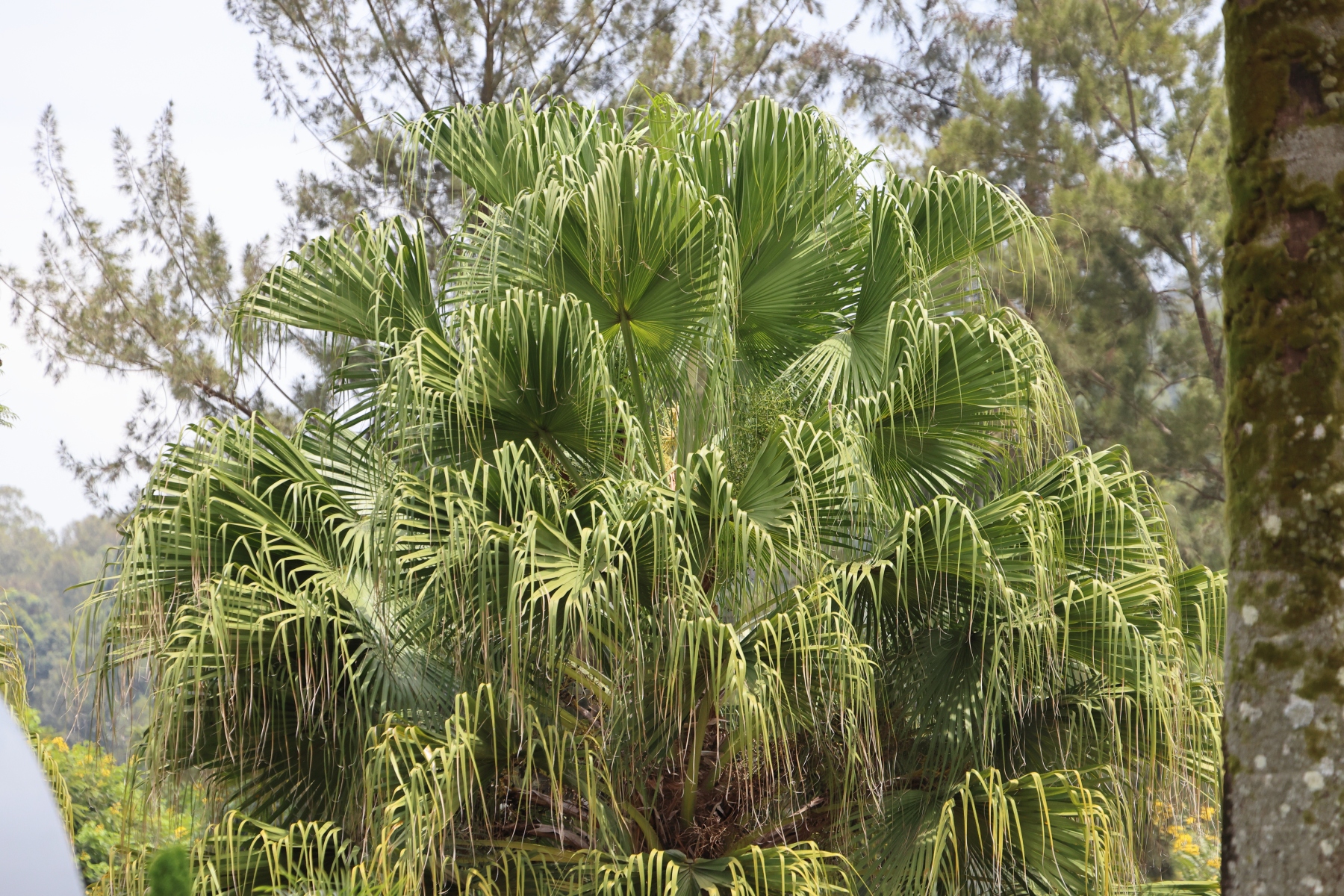 Rwanda - Kigali - Chinese fan palm (Livistona chinensis)