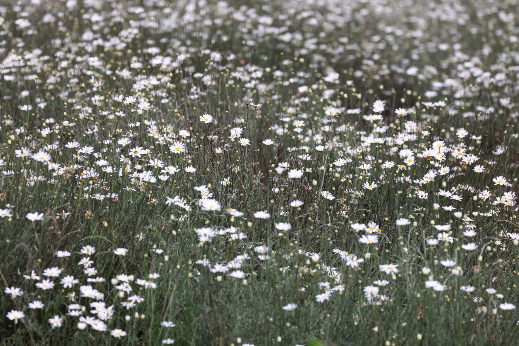 Rwanda - Volcanoes national park - African Daisy (Chrysanthemum cinerariaefolium)
