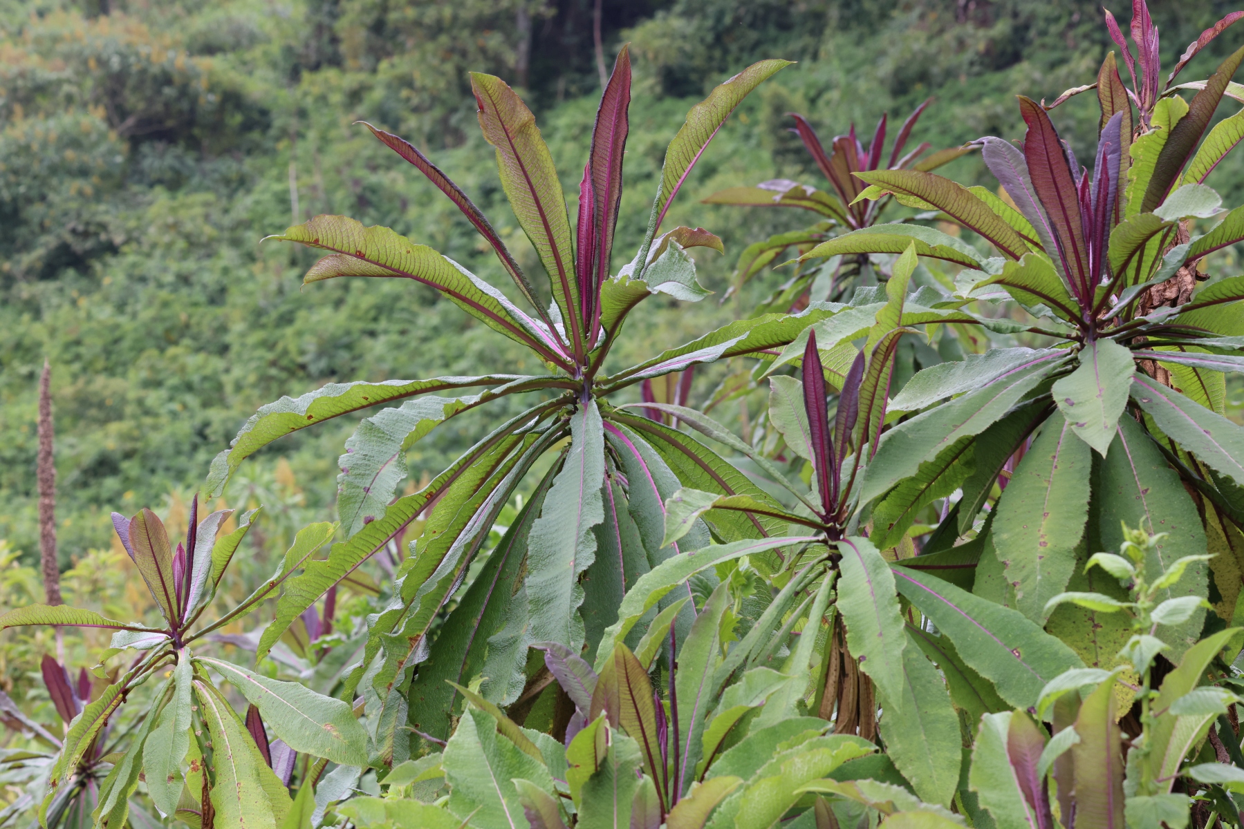Rwanda - Volcanoes national park