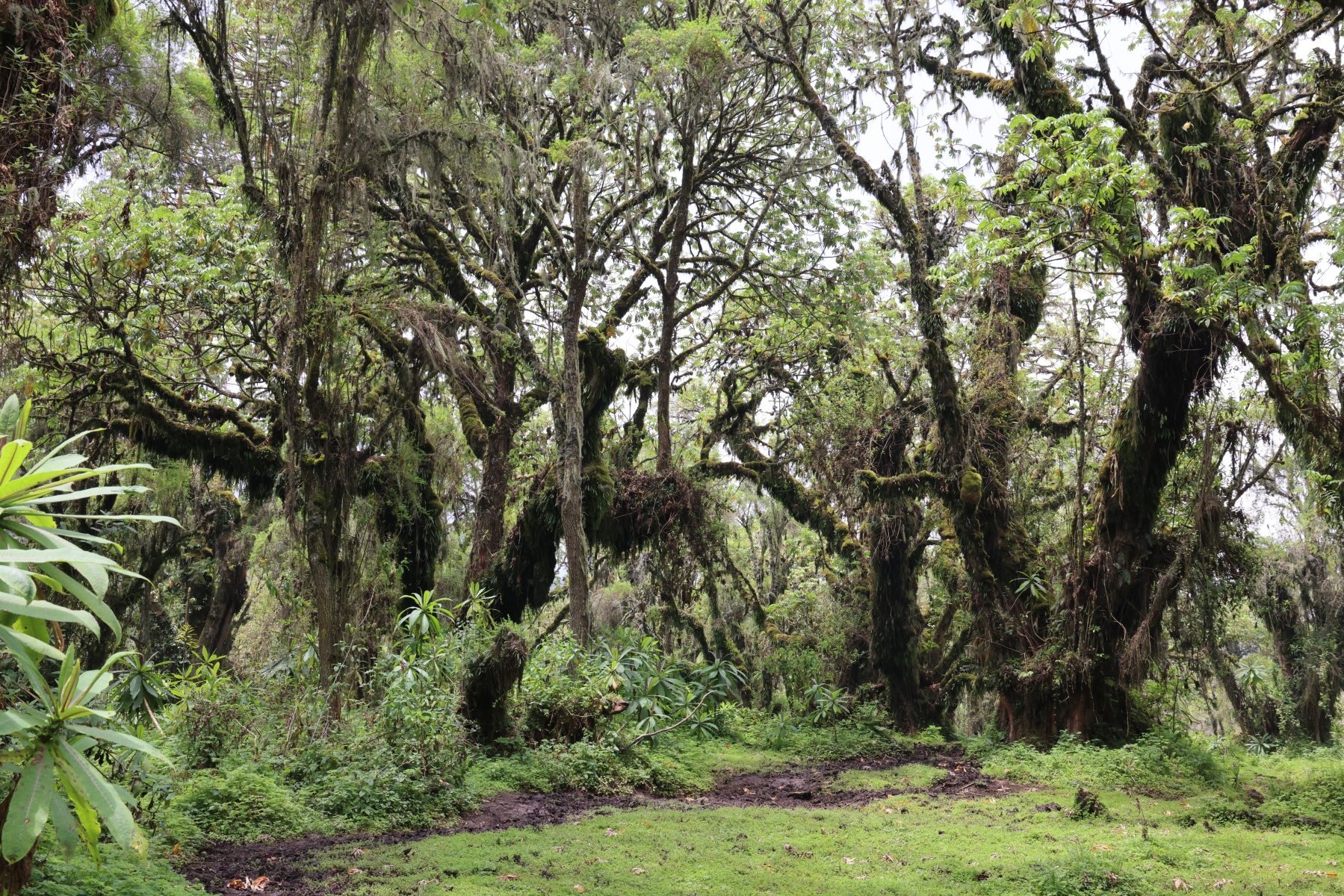 Rwanda - Volcanoes national park