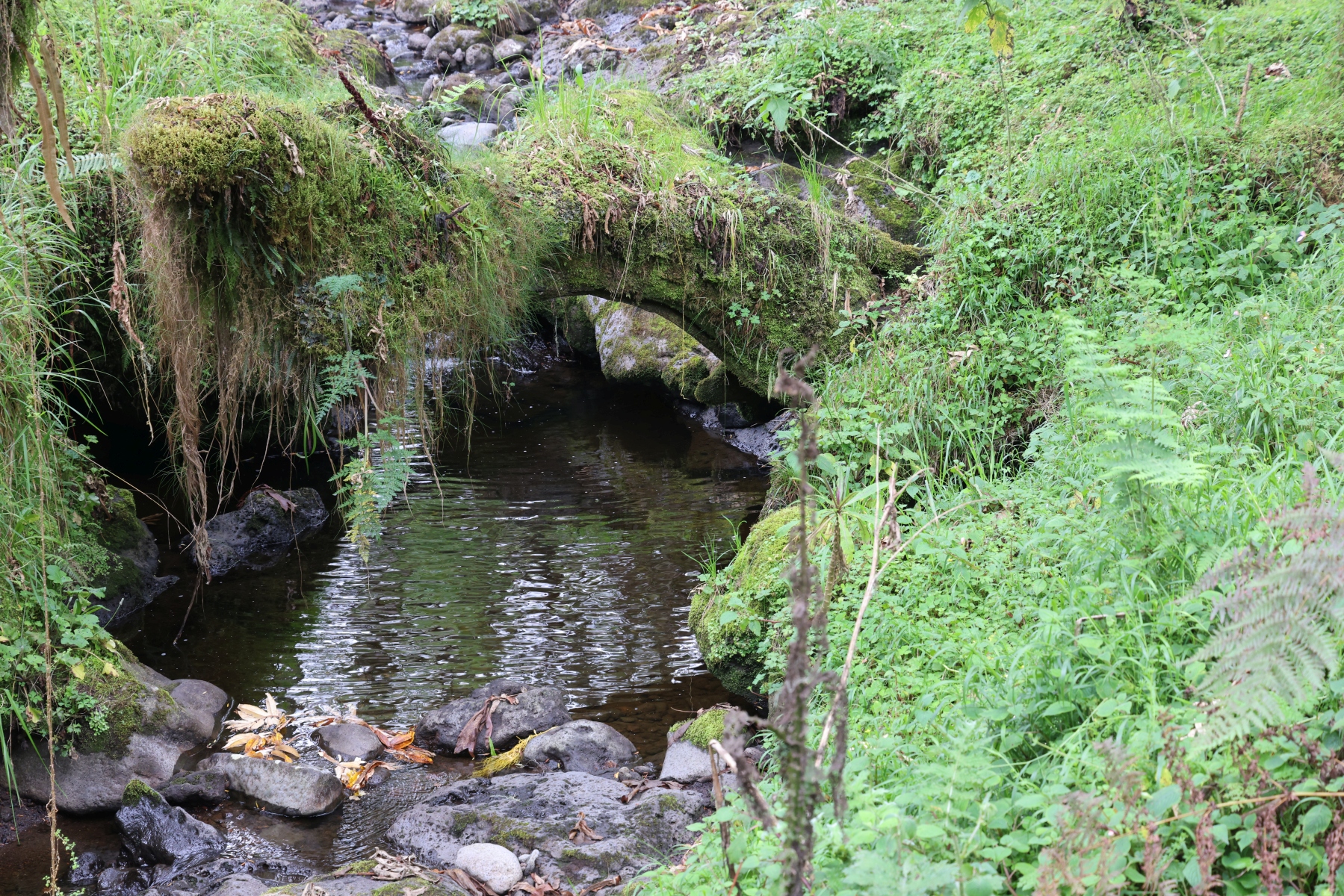 Rwanda - Volcanoes national park - Bridge