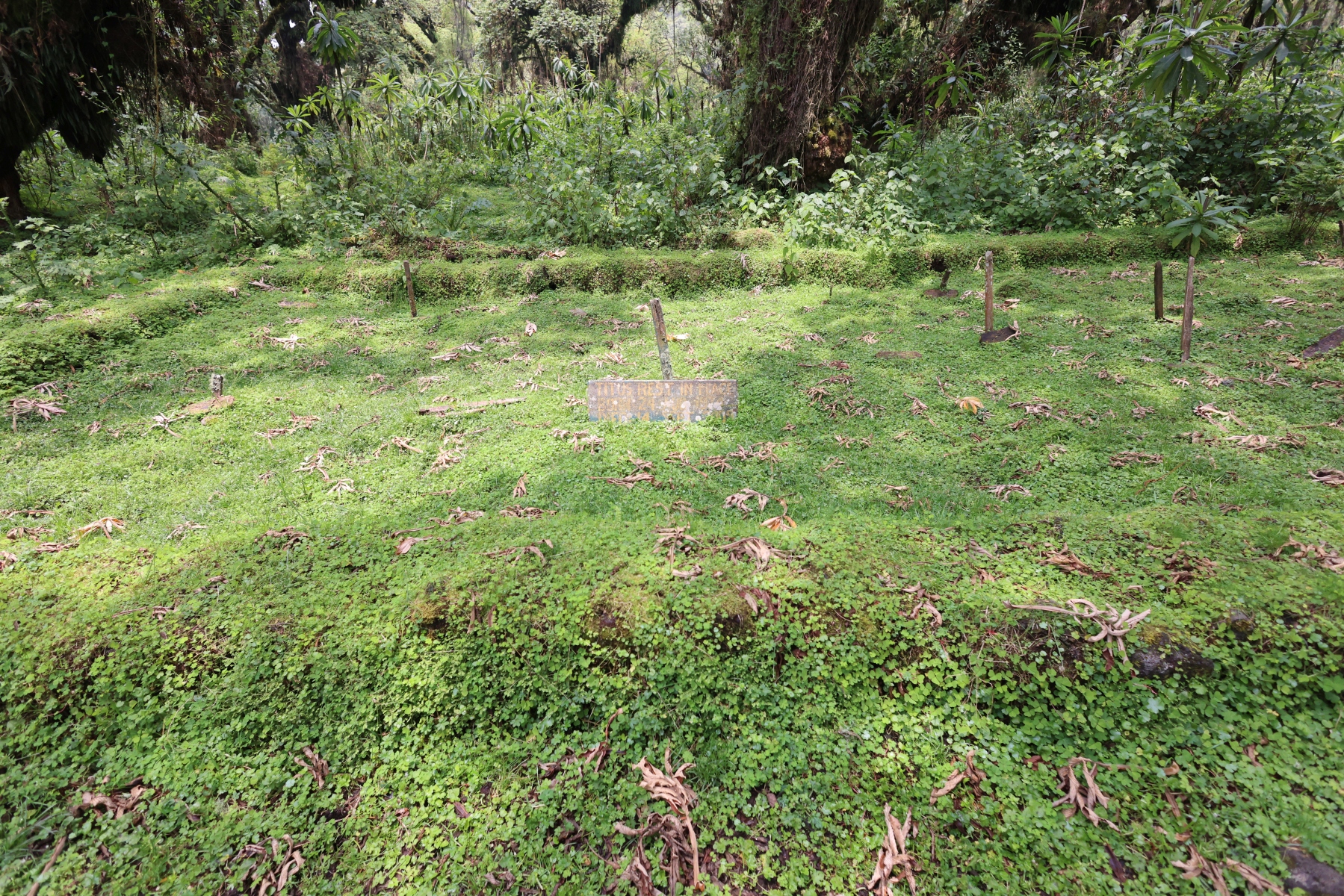 Rwanda - Volcanoes national park - Gorillas graveyard